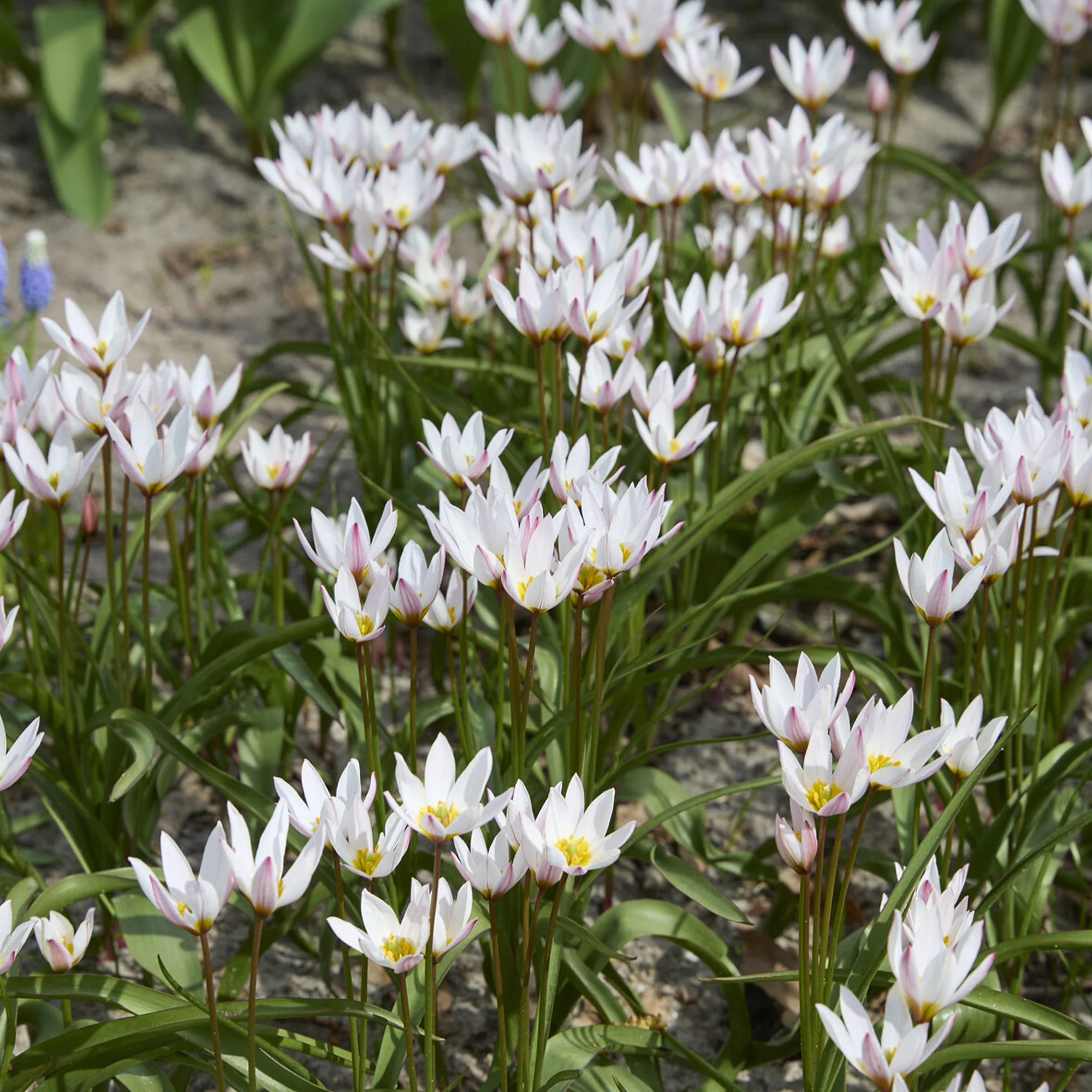 10 Botanische tulpen Hilde - Image 2