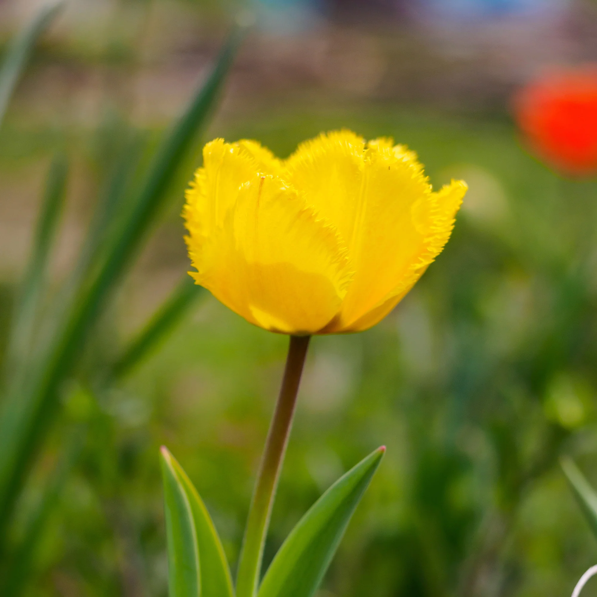 10 Tulpen Crystal Star