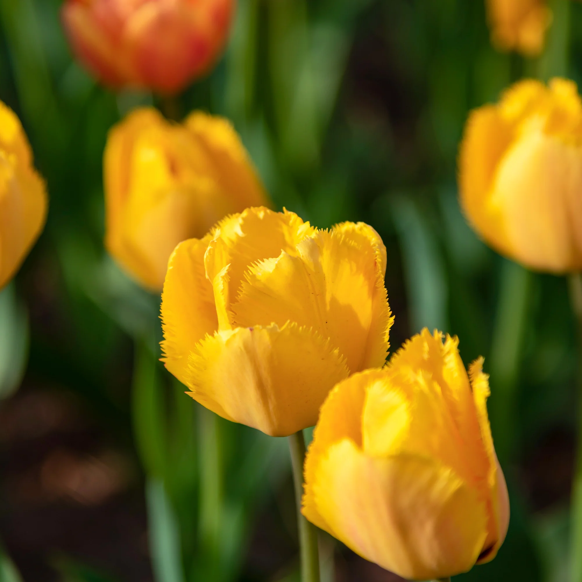 10 Tulpen Crystal Star - Image 2
