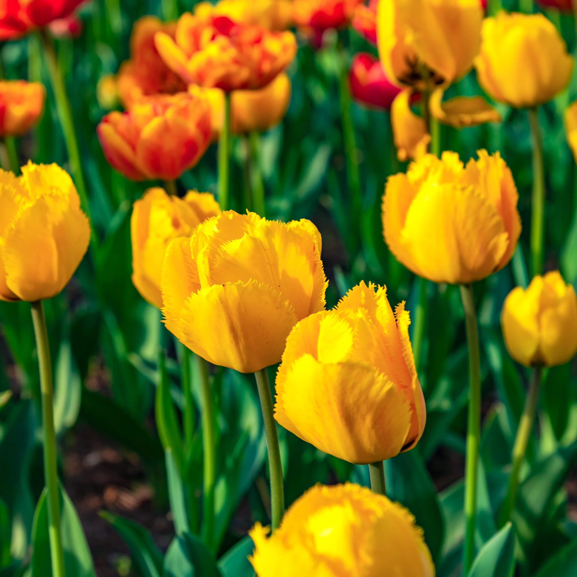 10 Tulpen Crystal Star - Image 3