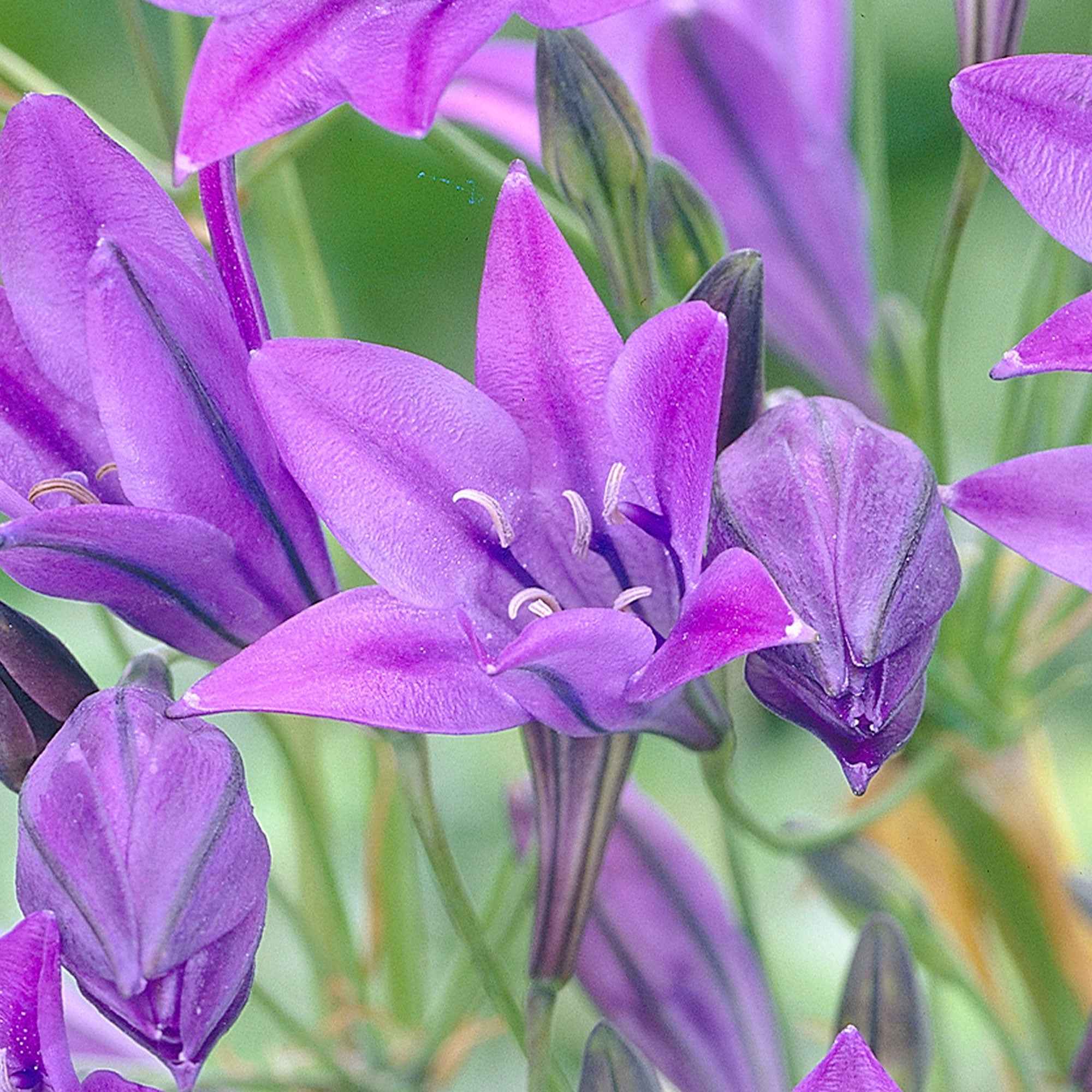 Miniatuur 2