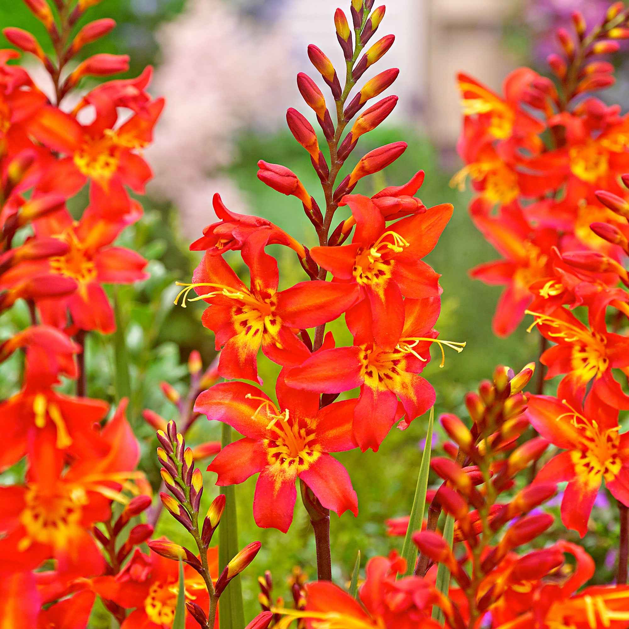 Crocosmia 'Prince of Orange' (x10)