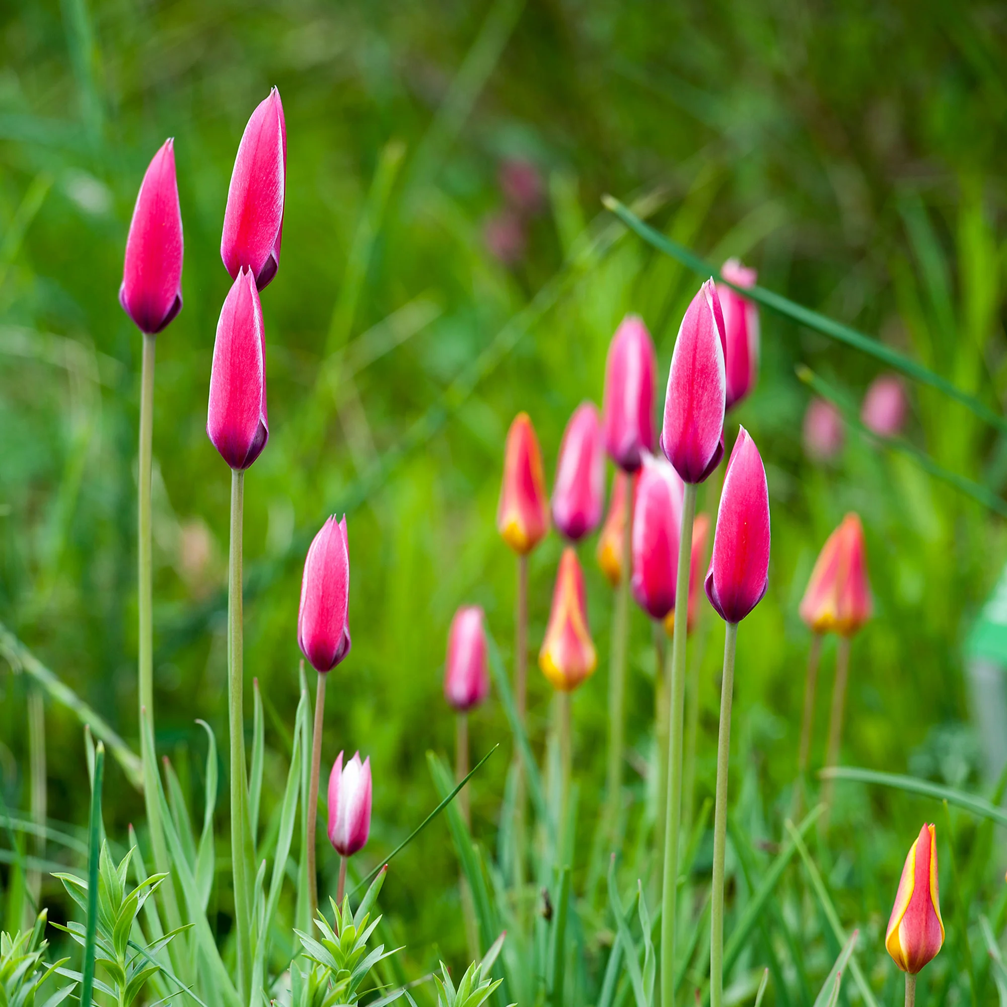 12 Tulpen Peppermint Stick - Image 2