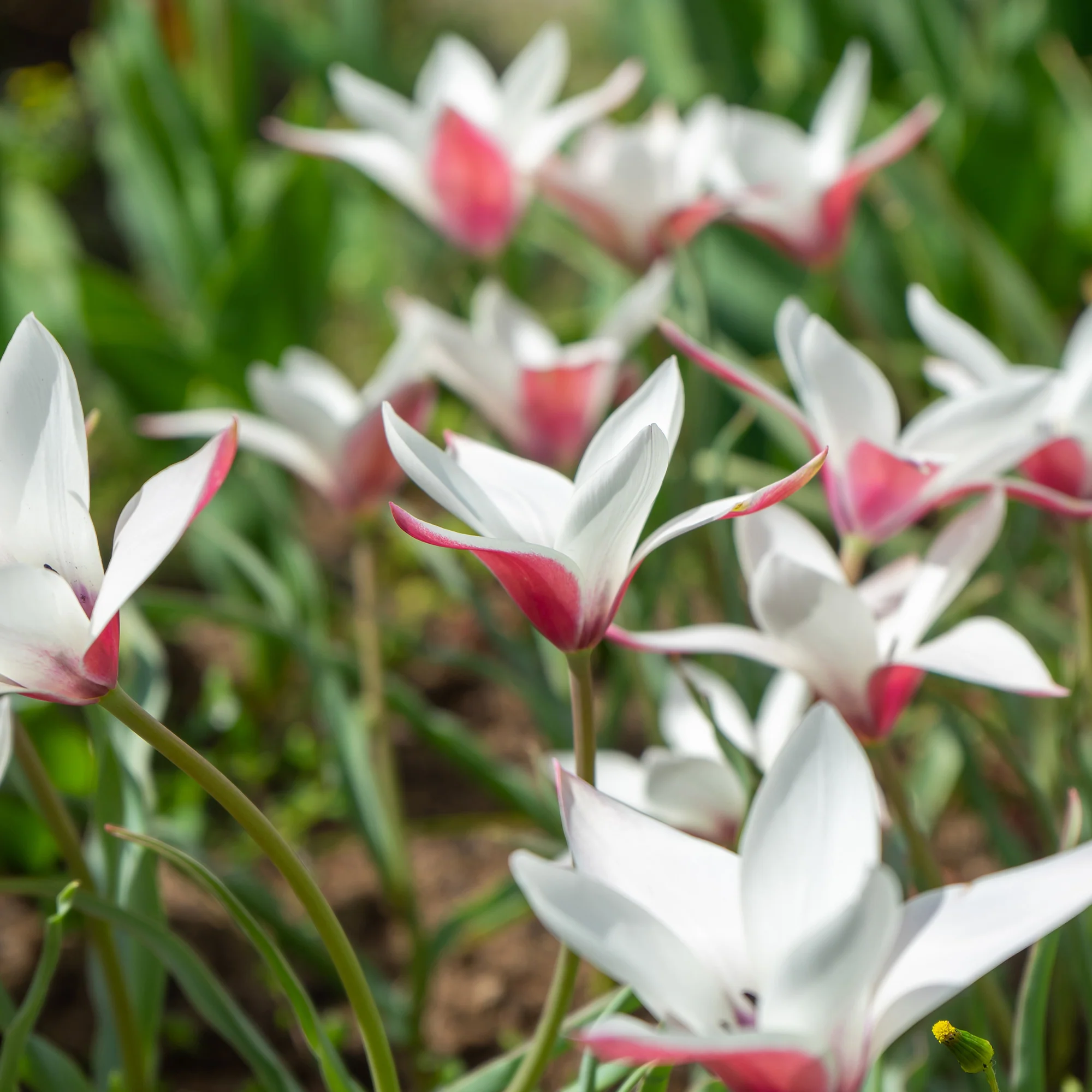 12 Tulpen Peppermint Stick - Image 3