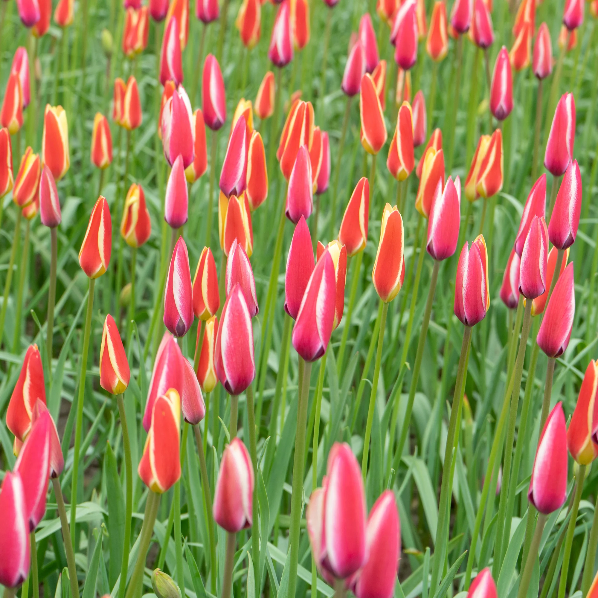 12 Tulpen Peppermint Stick - Image 4