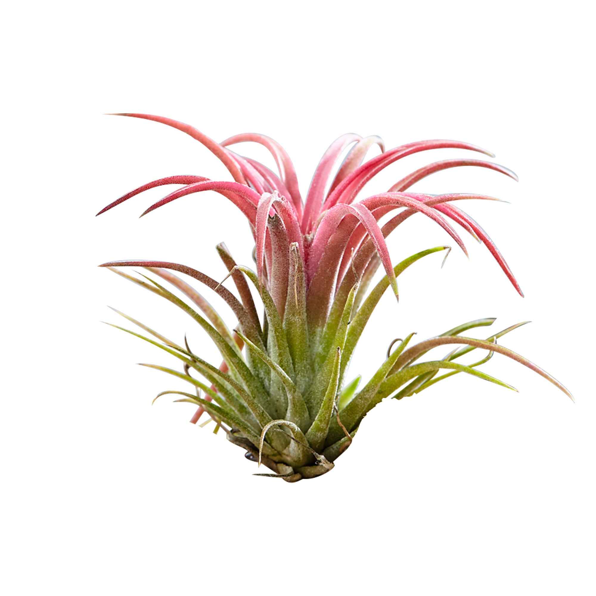 2 Tillandsia's op houtblok - Image 3