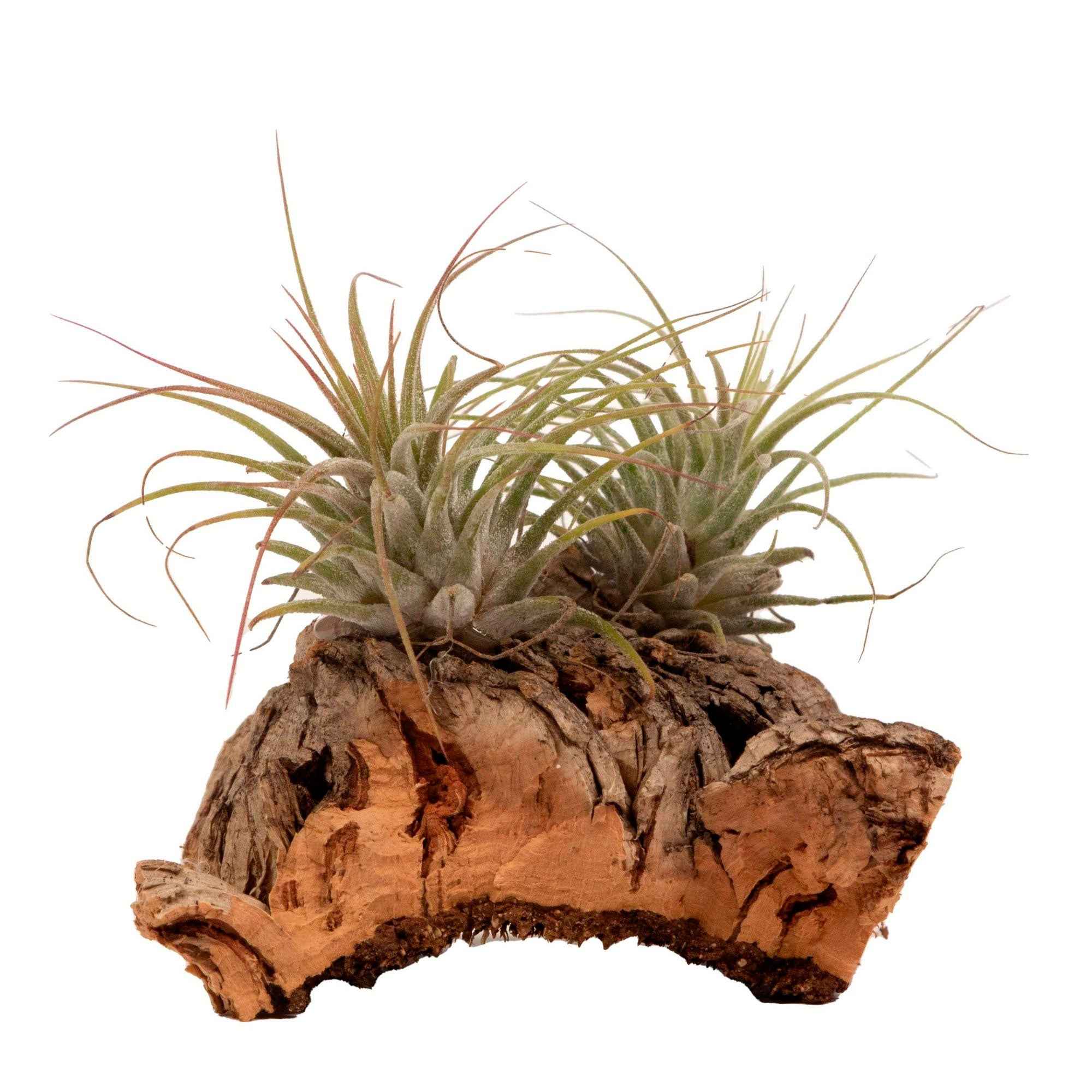 2 Tillandsia's op houtblok - Image 4
