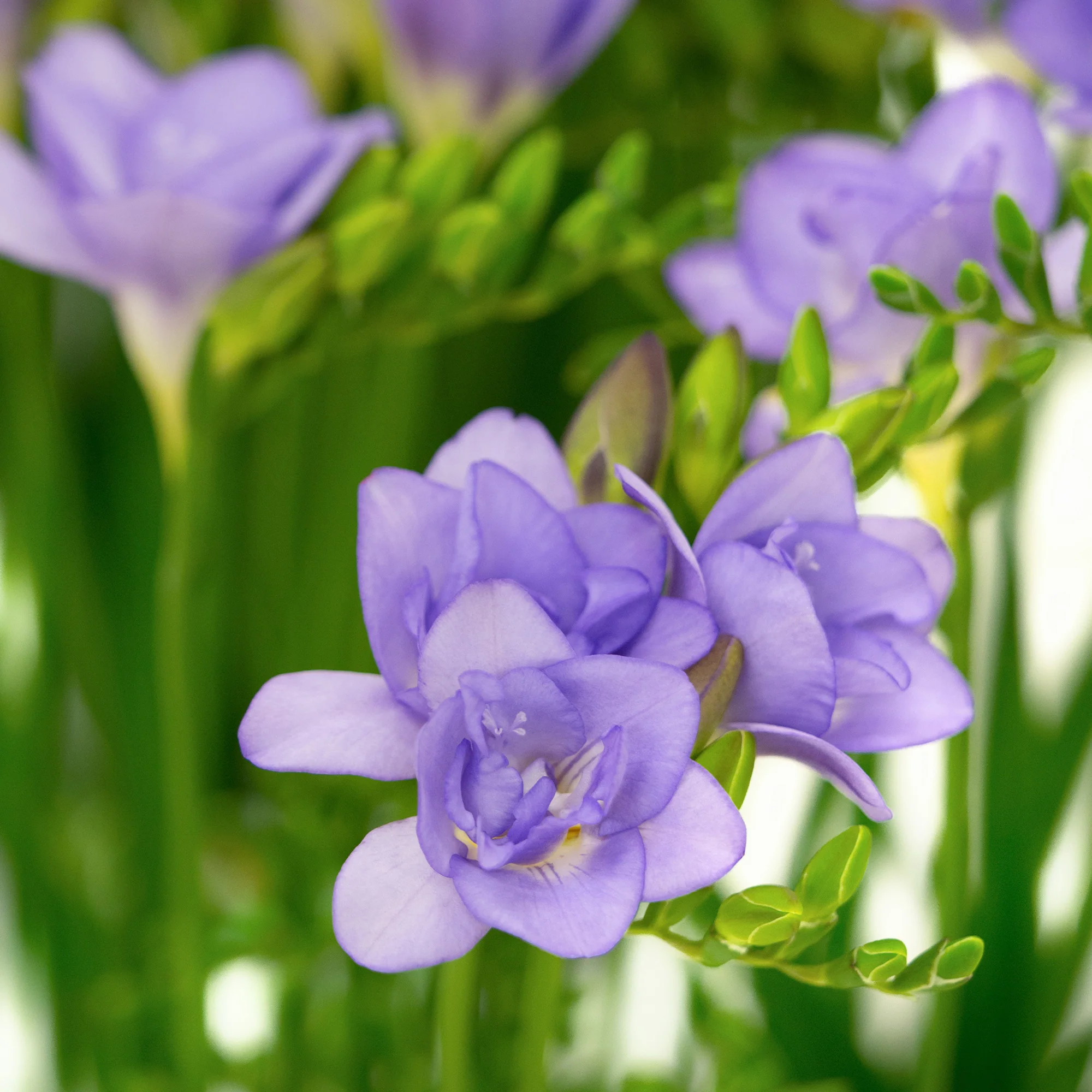 Dubbele blauwe fresia's (x25)