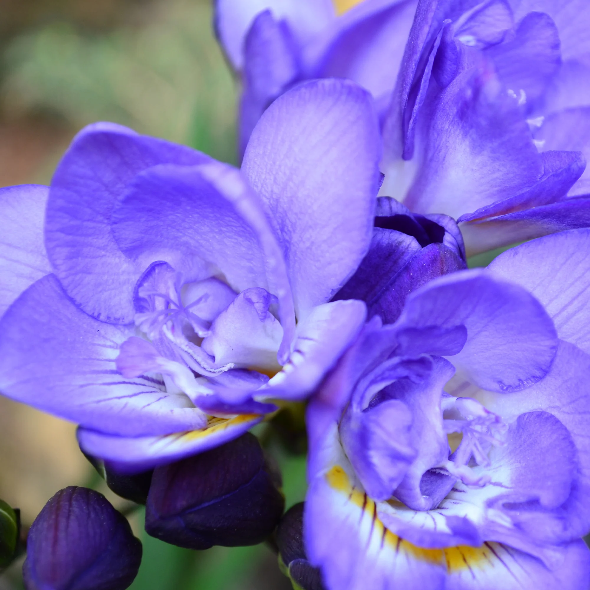 Dubbele blauwe fresia's (x25) - Image 2
