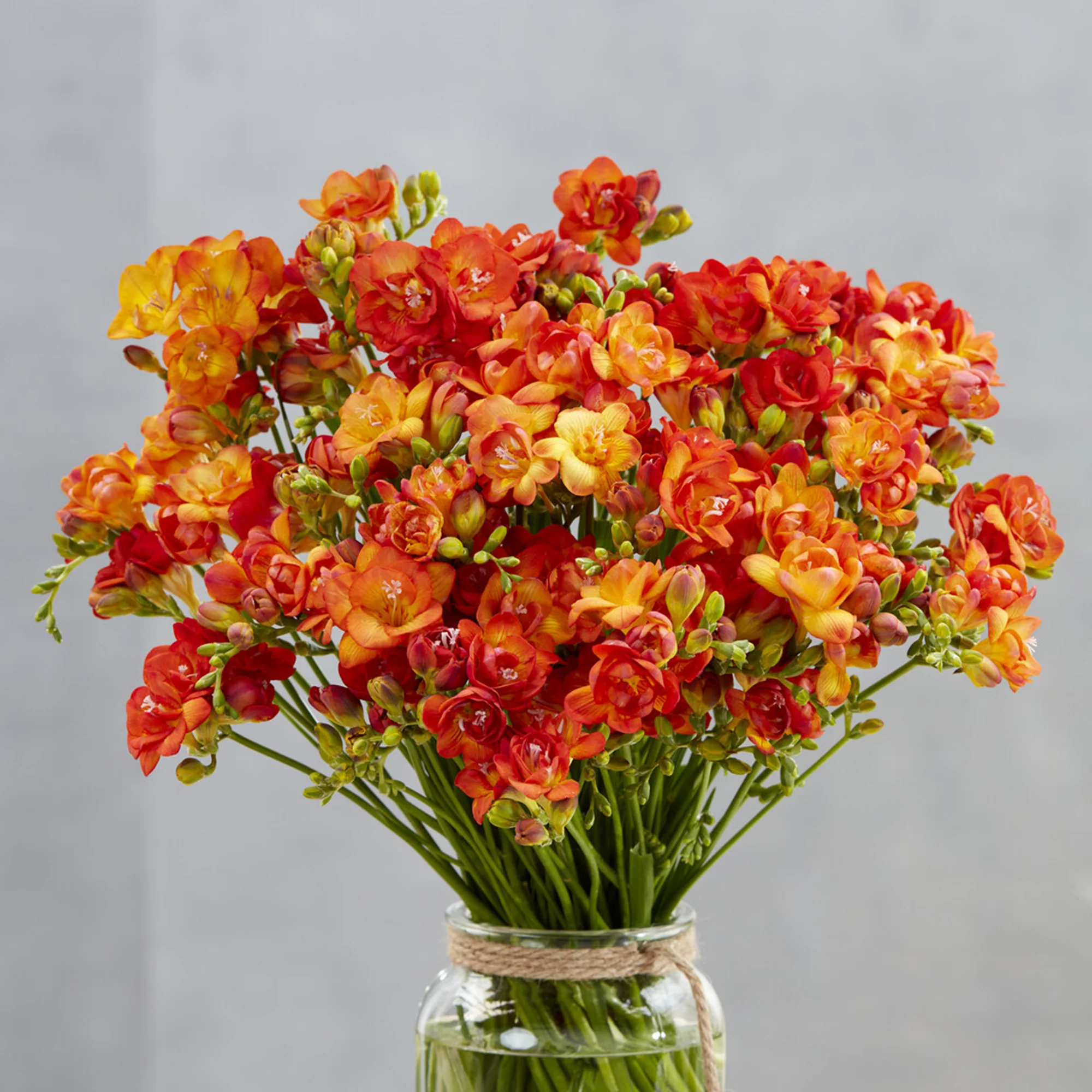 Dubbele oranje fresia's (x25)