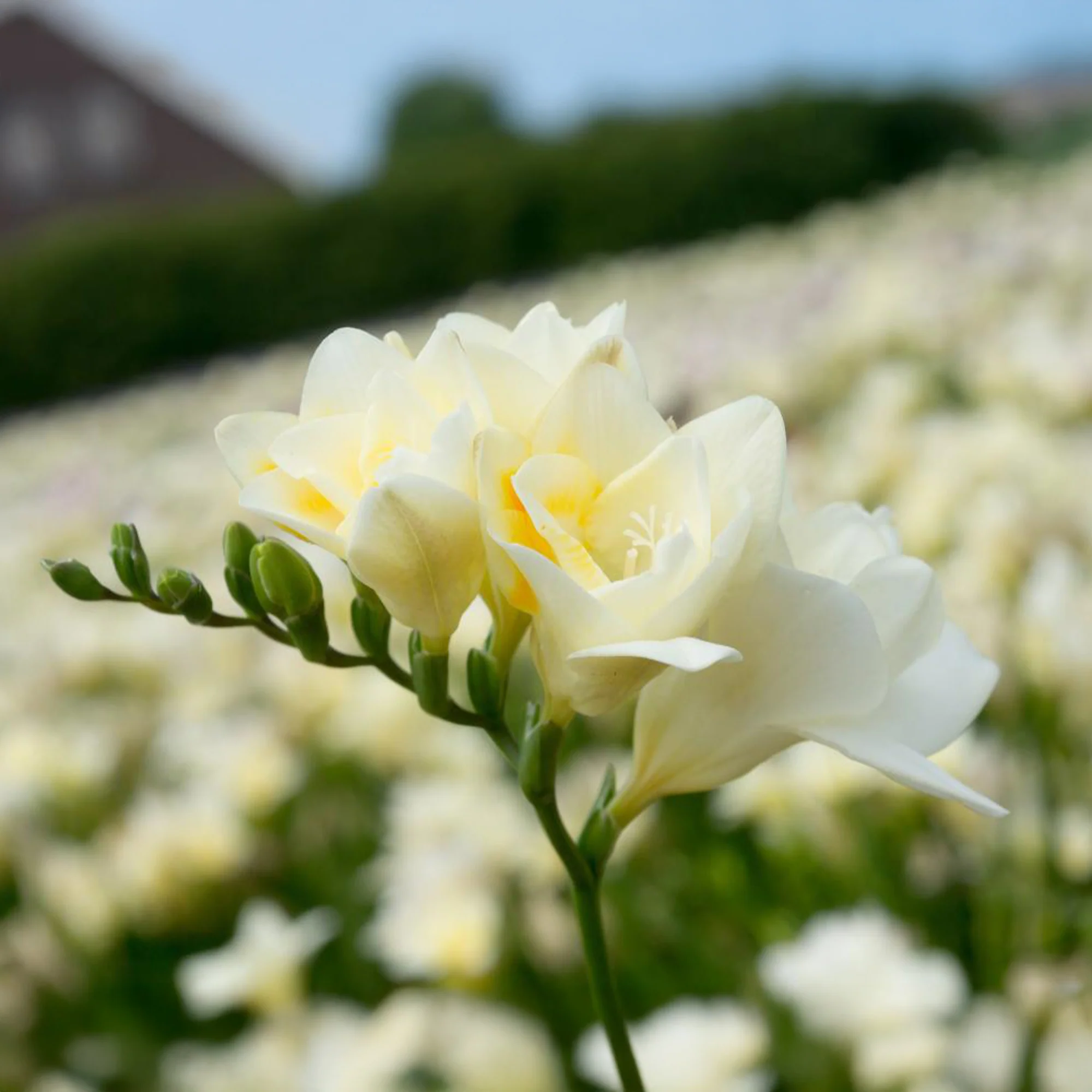 Dubbele witte fresia's (x25)