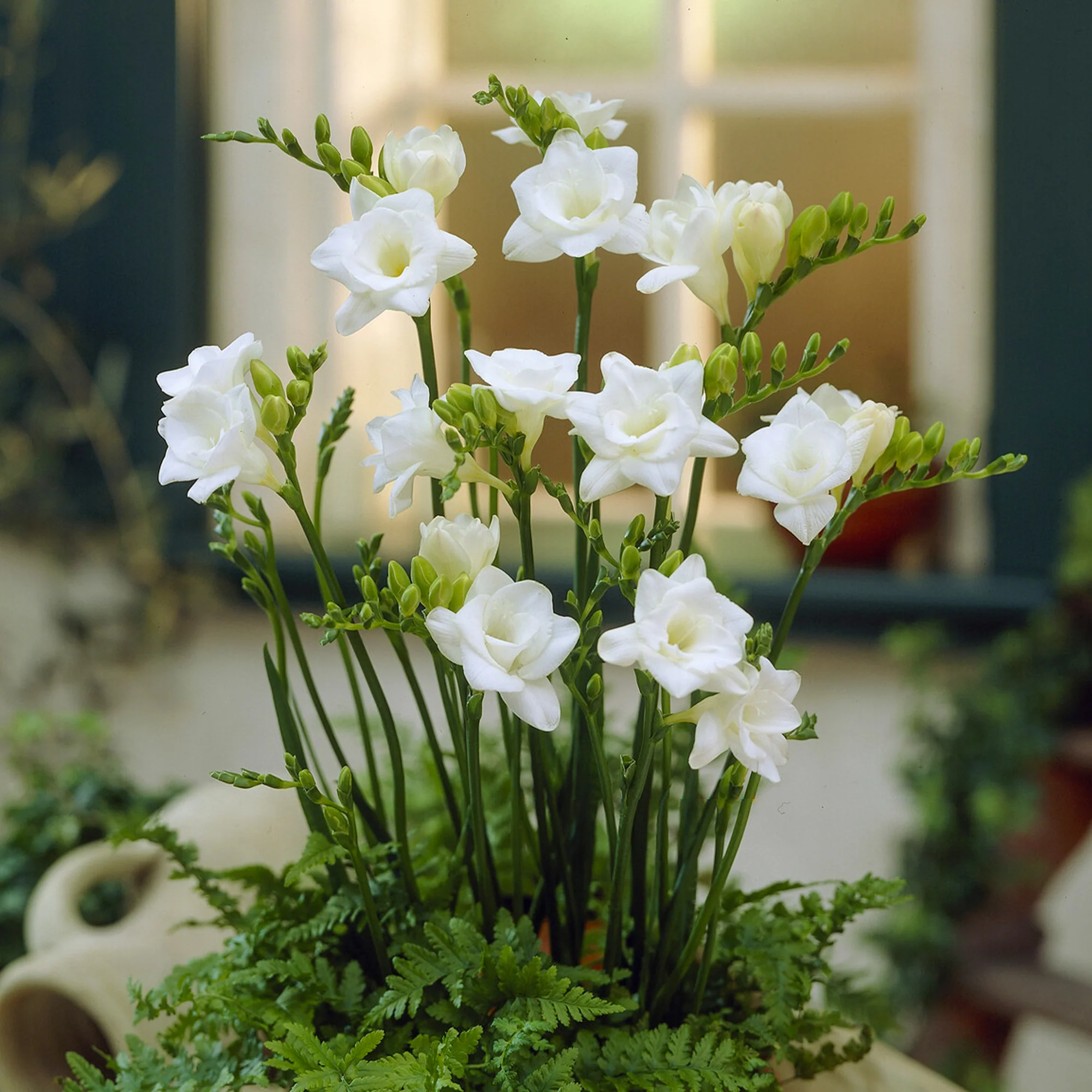 Dubbele witte fresia's (x25) - Image 2