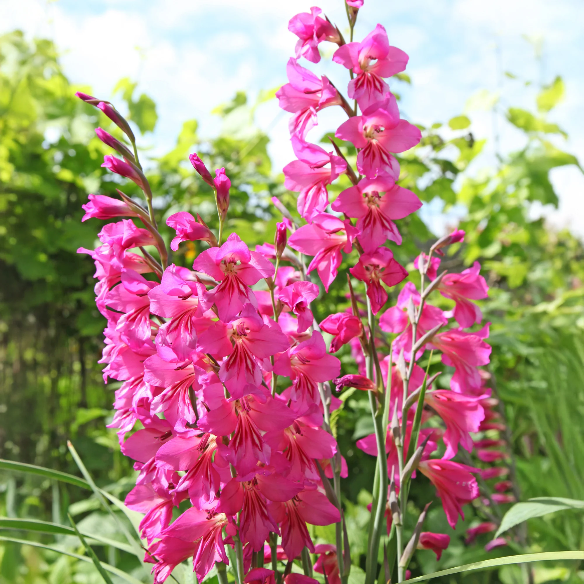 Dwerggladiolen roze (x25)