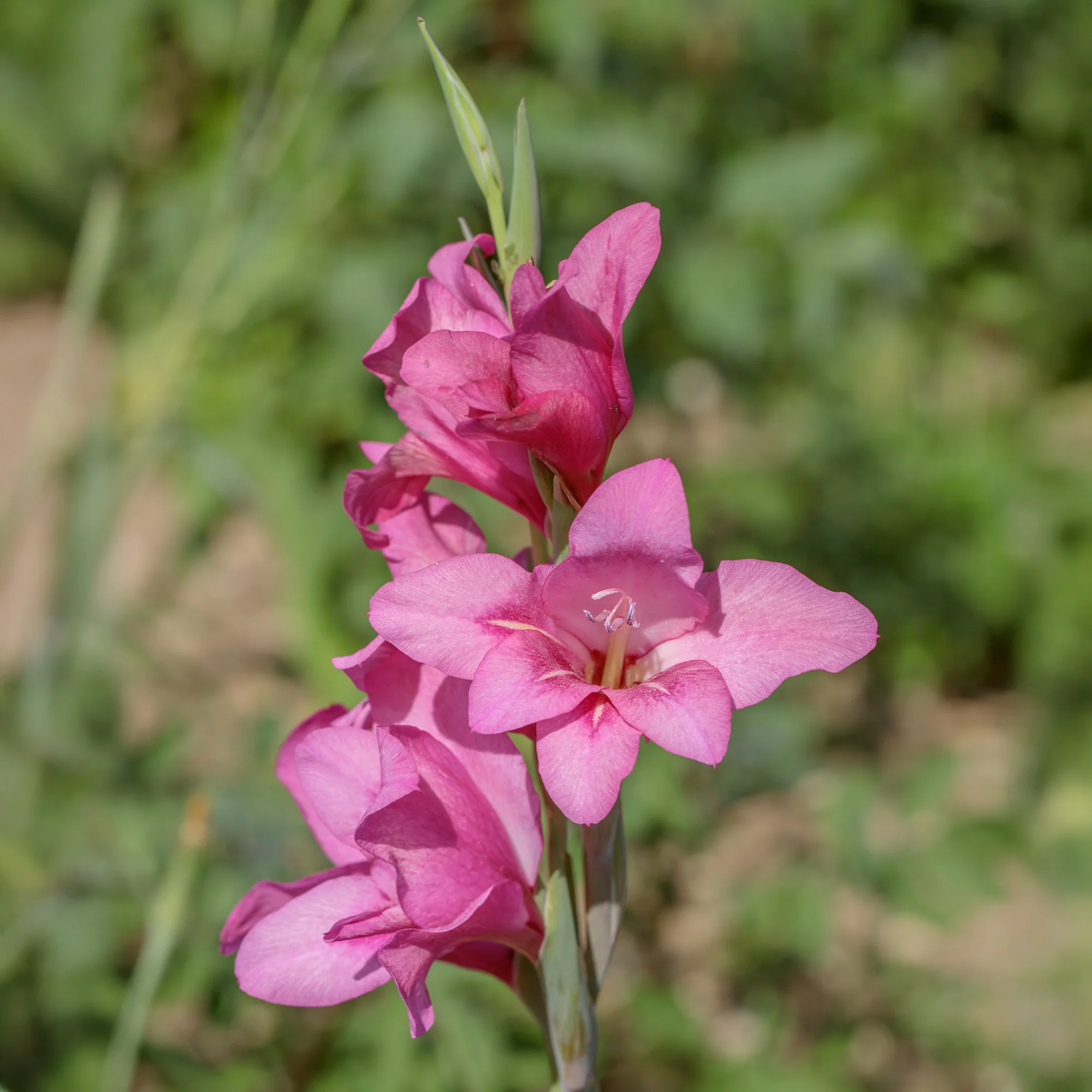 Dwerggladiolen roze (x25) - Image 3