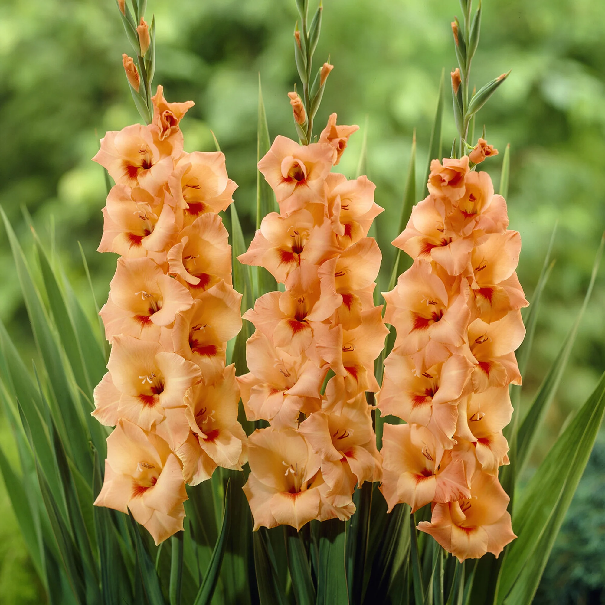 Gladiolen 'Peter Pears' (x25)