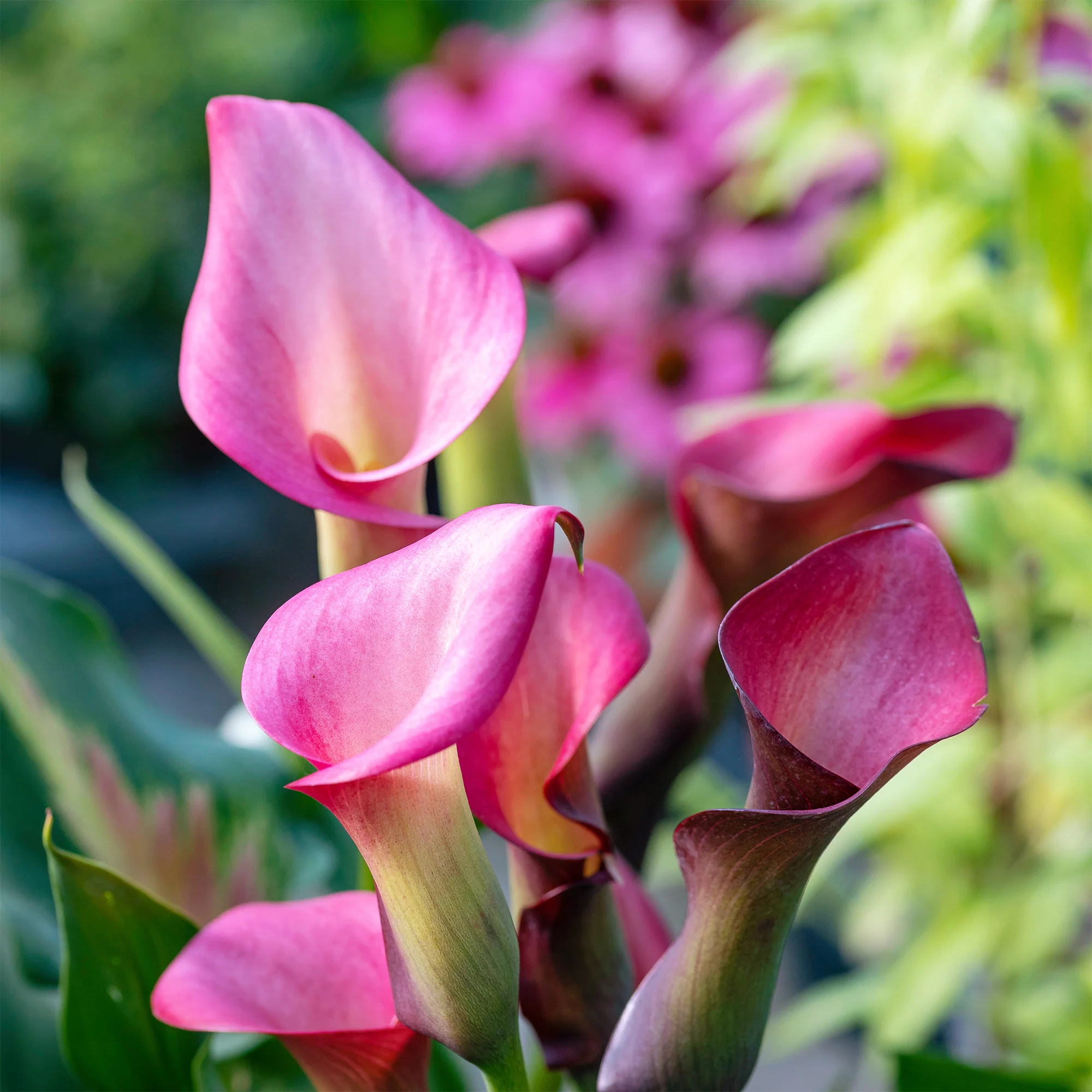Aronskelk roze (x2) - Image 3