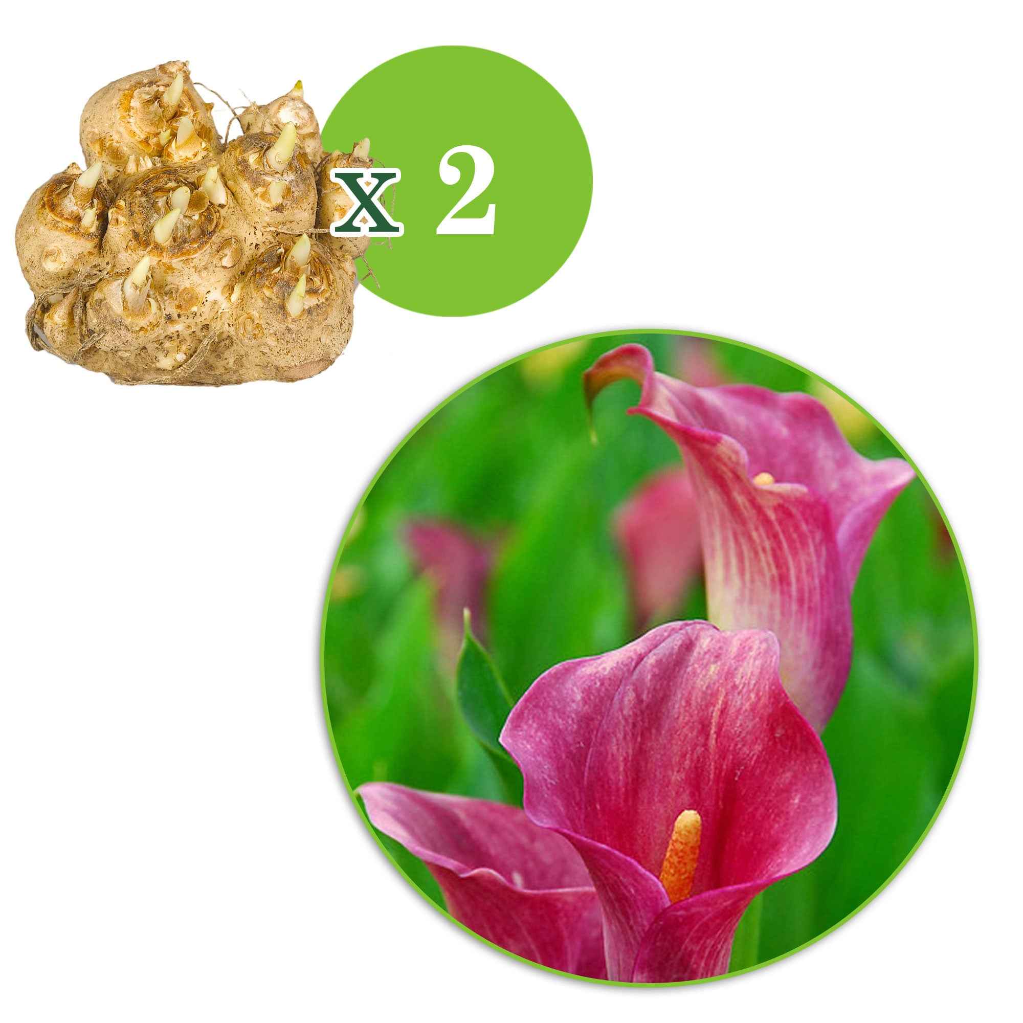 Aronskelk roze (x2) - Image 4