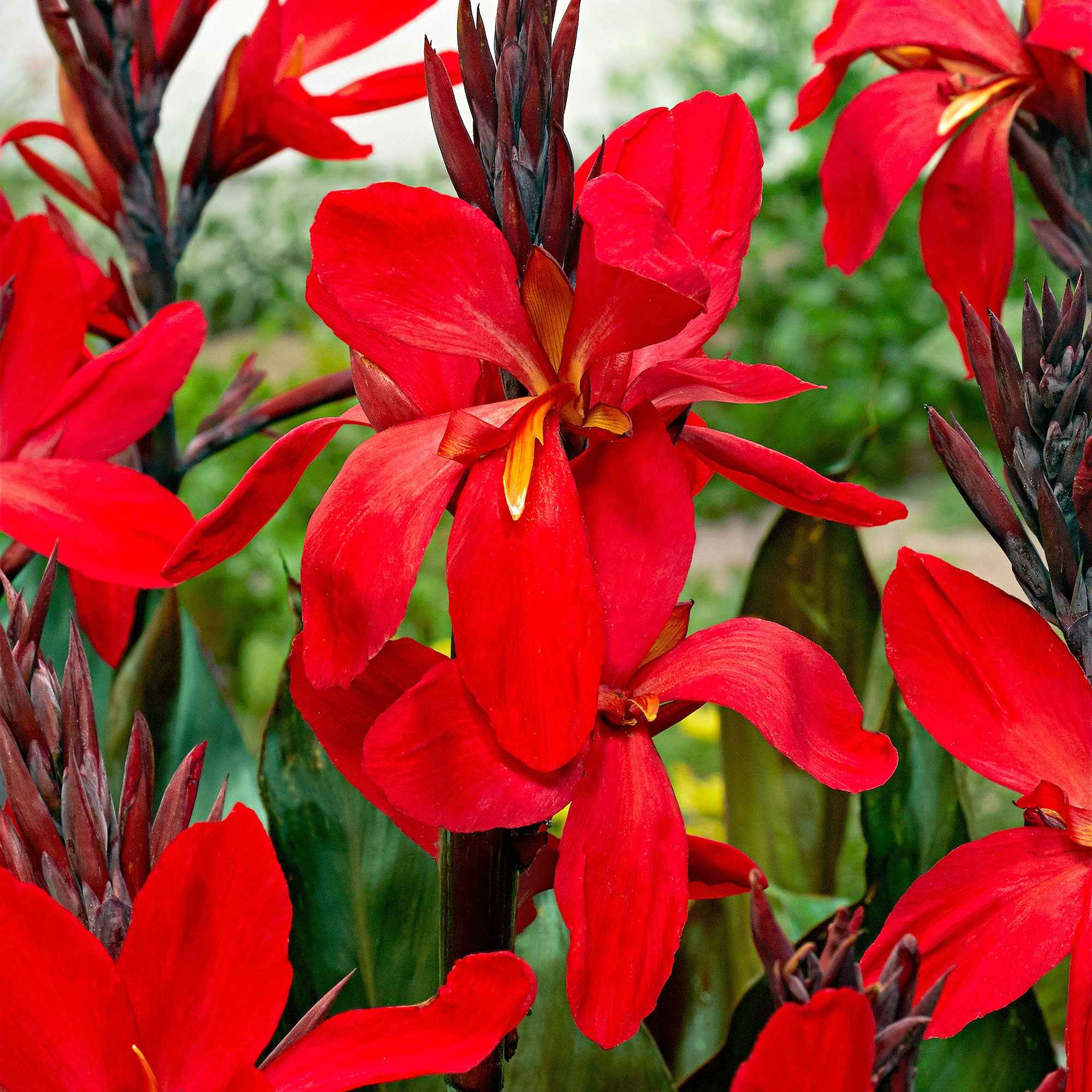 Indisch bloemriet 'Red Futurity' (x2) - Image 2