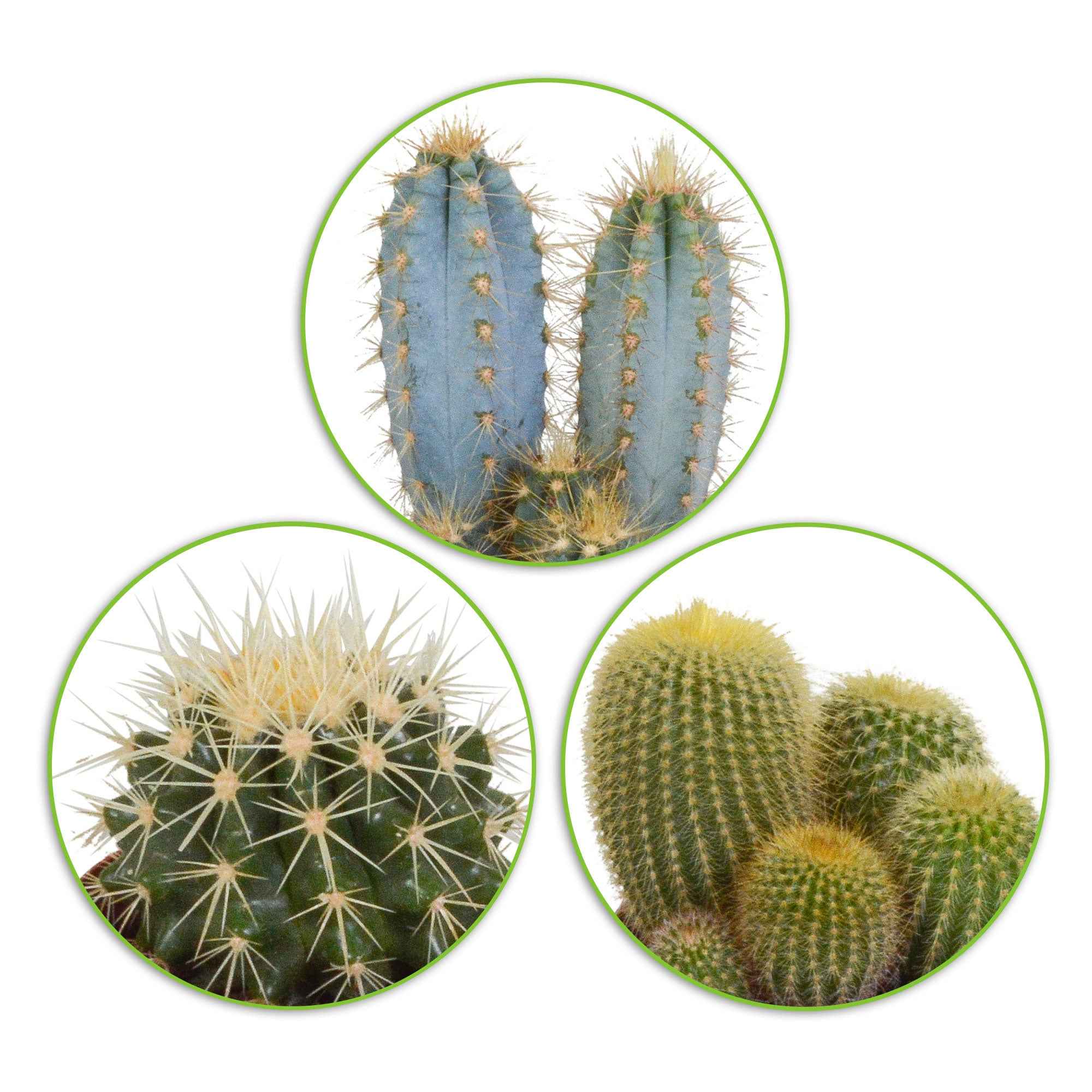 Cactus Mix (x3)