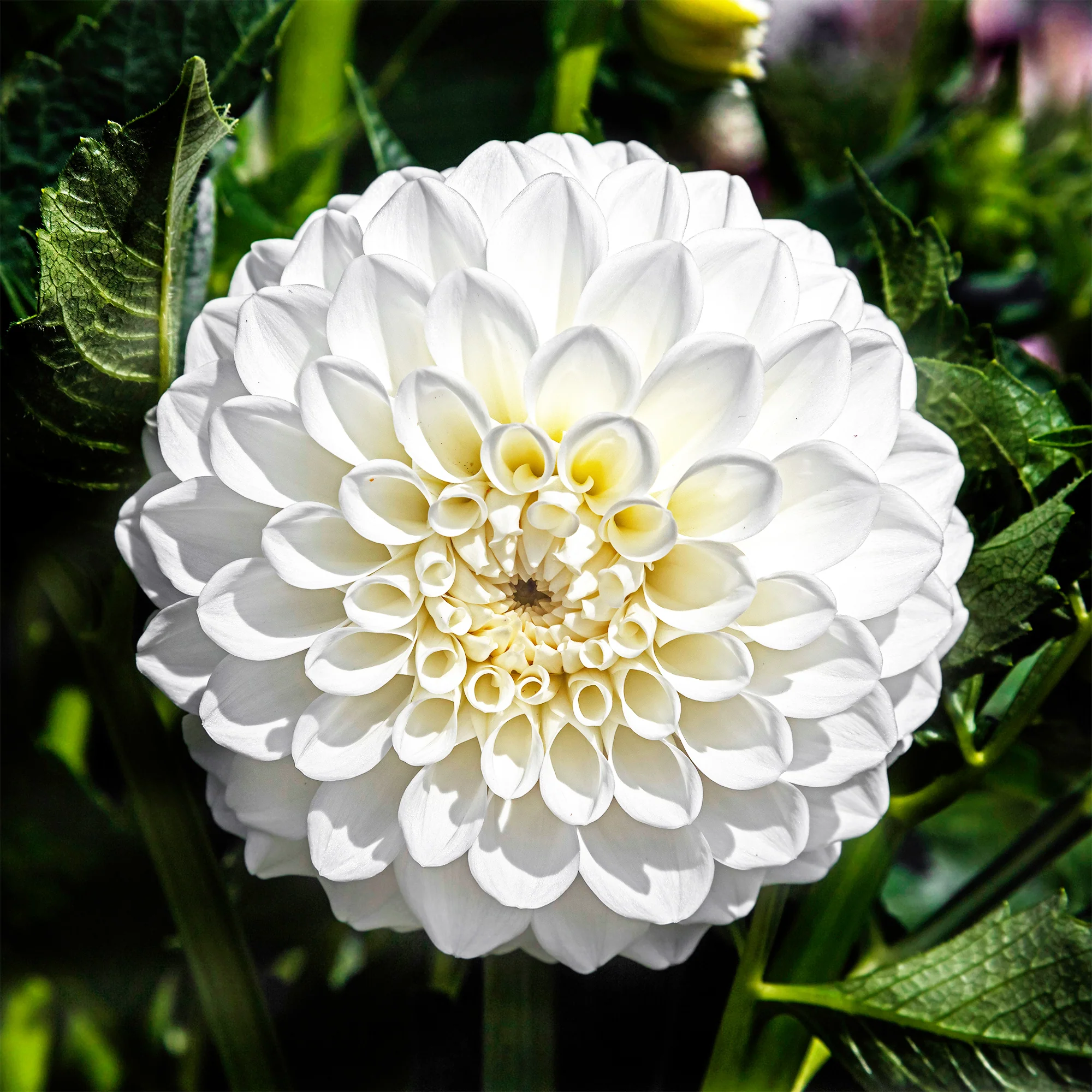 Dahlia's 'Boom Boom White' (x3) - Image 2