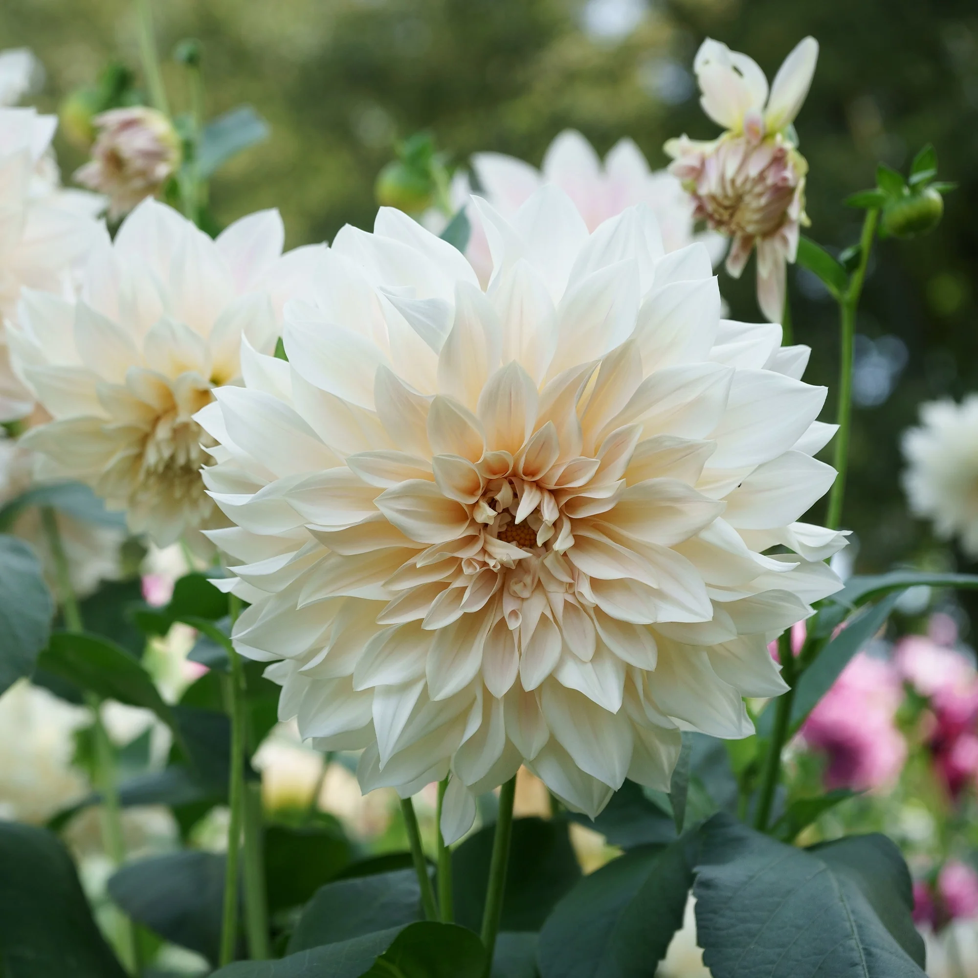 Dahlia's 'Café au Lait' (x3)