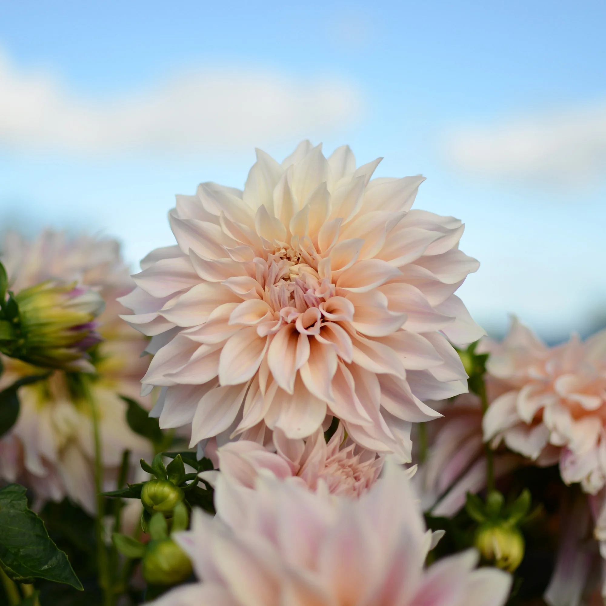 Dahlia's 'Café au Lait' (x3) - Image 3