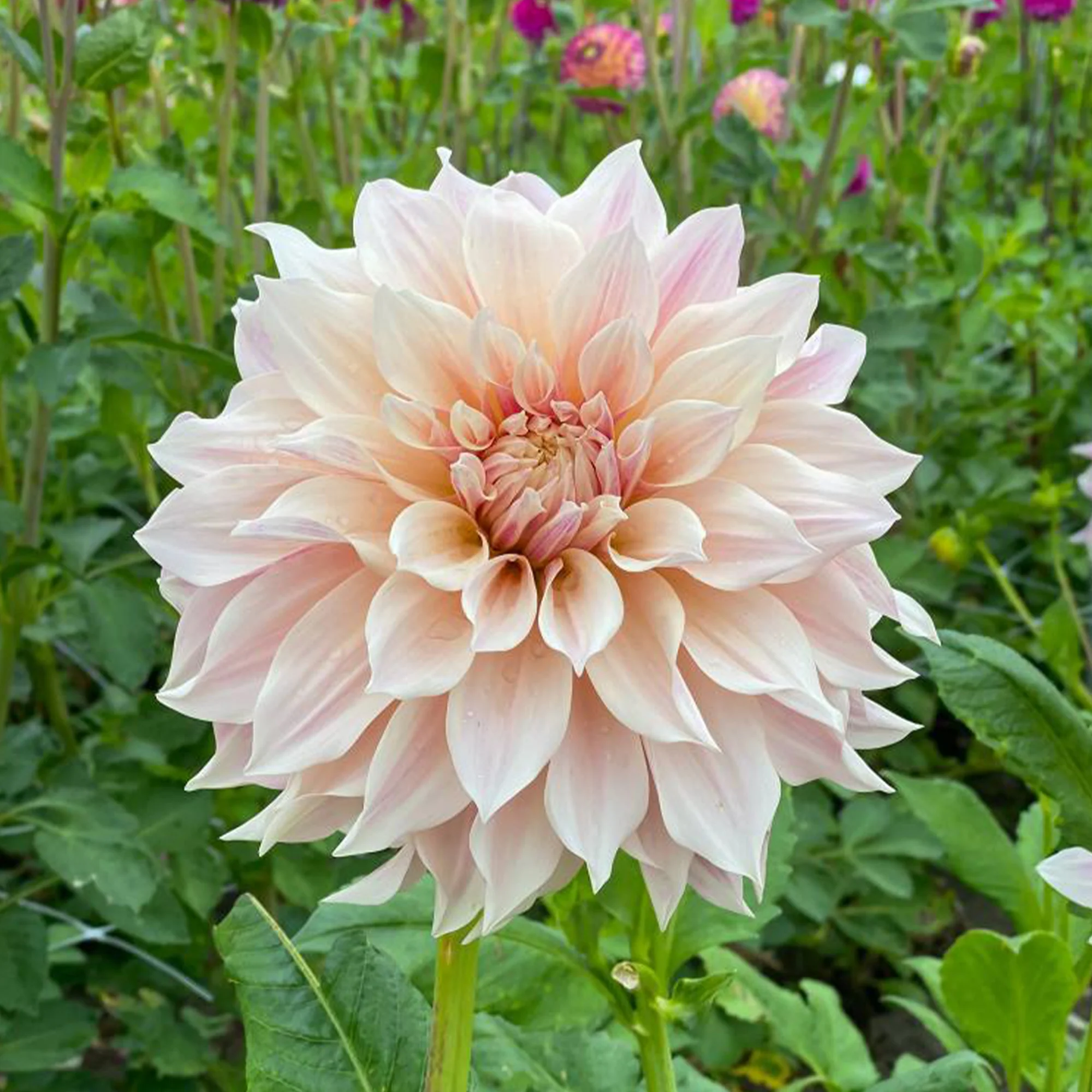 Dahlia's 'Café au Lait' (x3) - Image 4