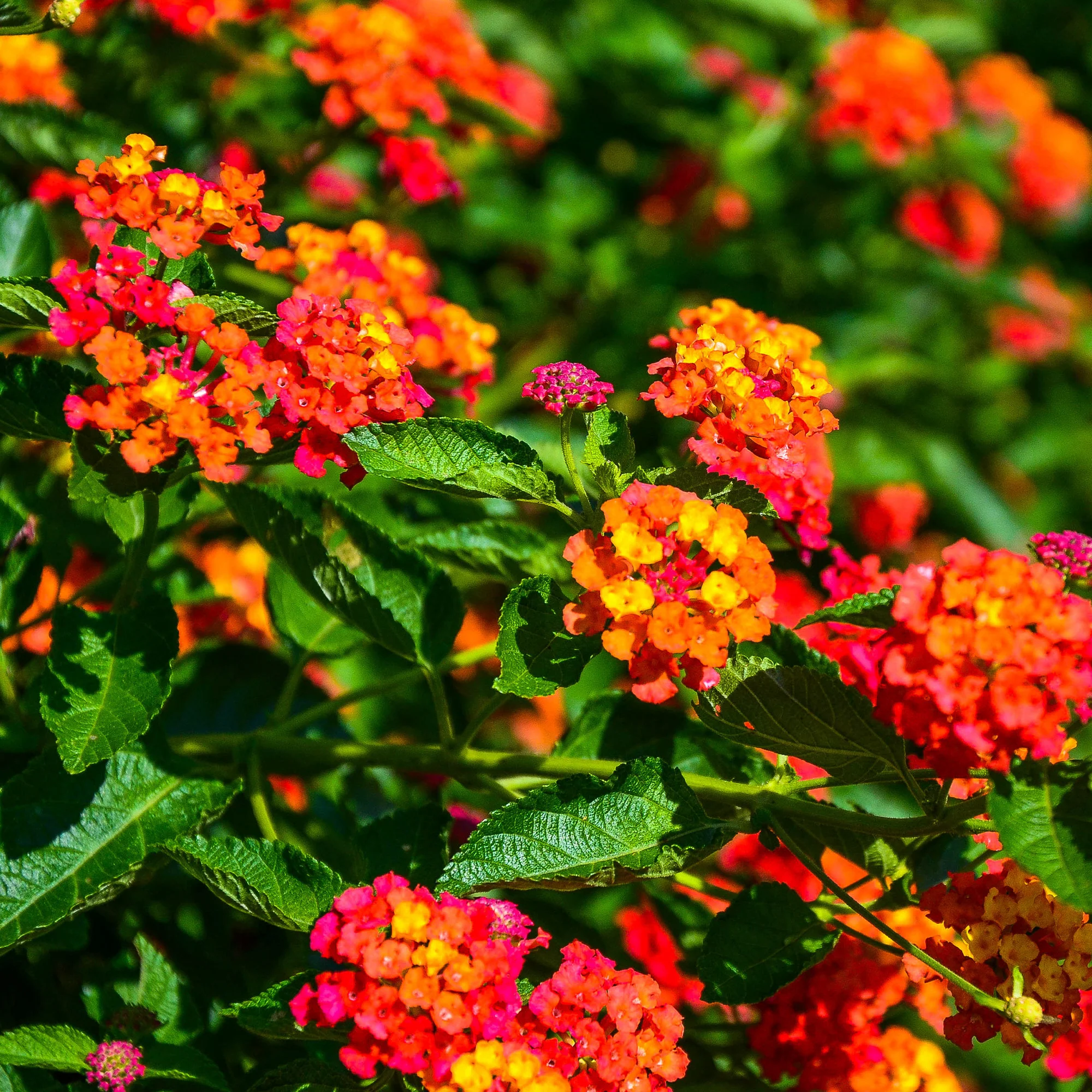 3 Lantana Passievrucht