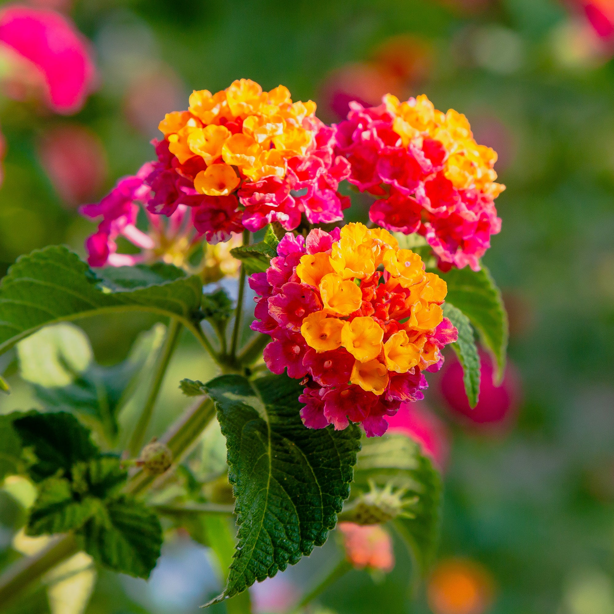 3 Lantana Passievrucht - Image 2