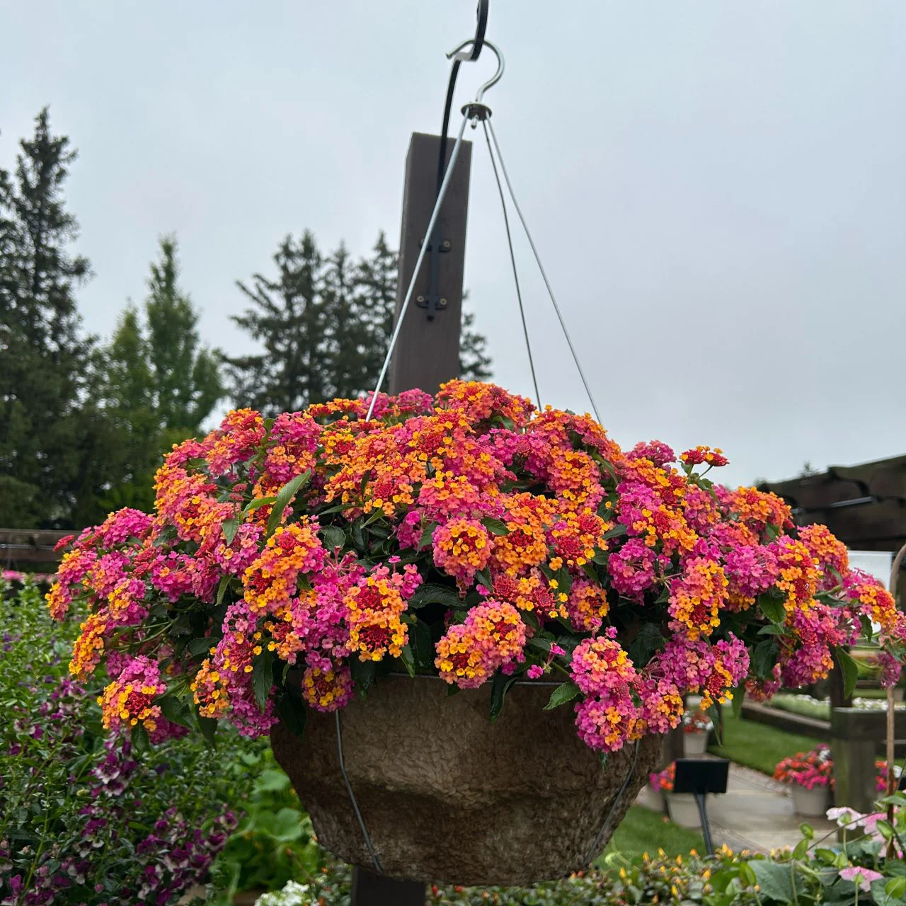 3 Lantana Passievrucht - Image 3