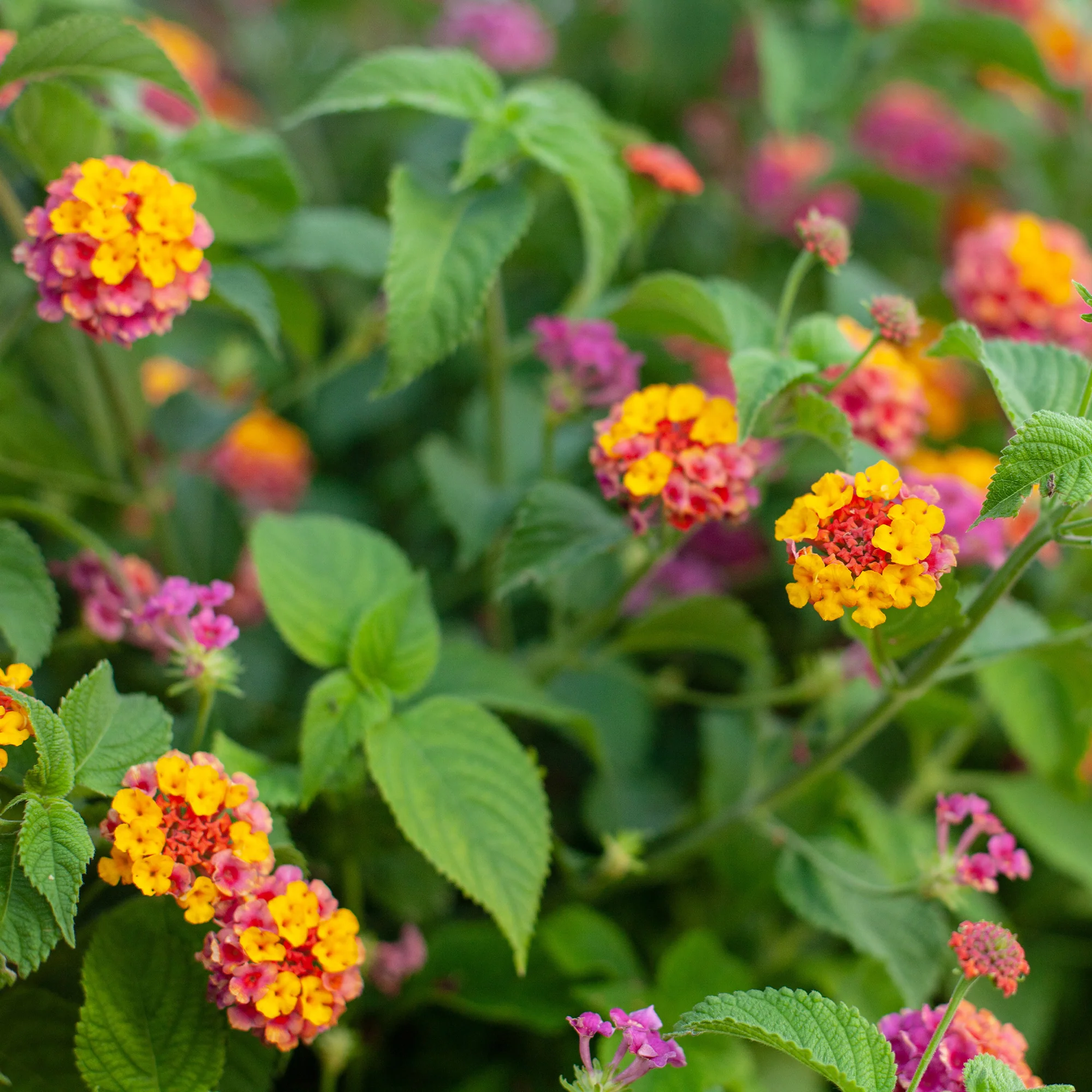 3 Lantana Passievrucht - Image 4