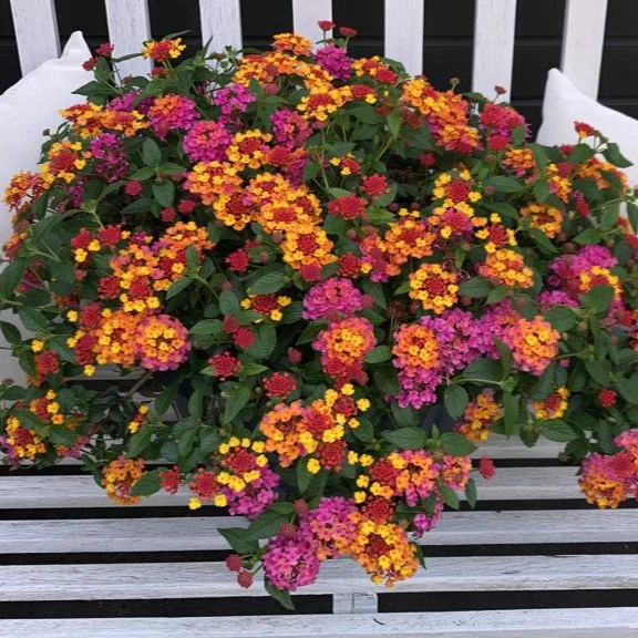 3 Lantana Passievrucht - Image 5