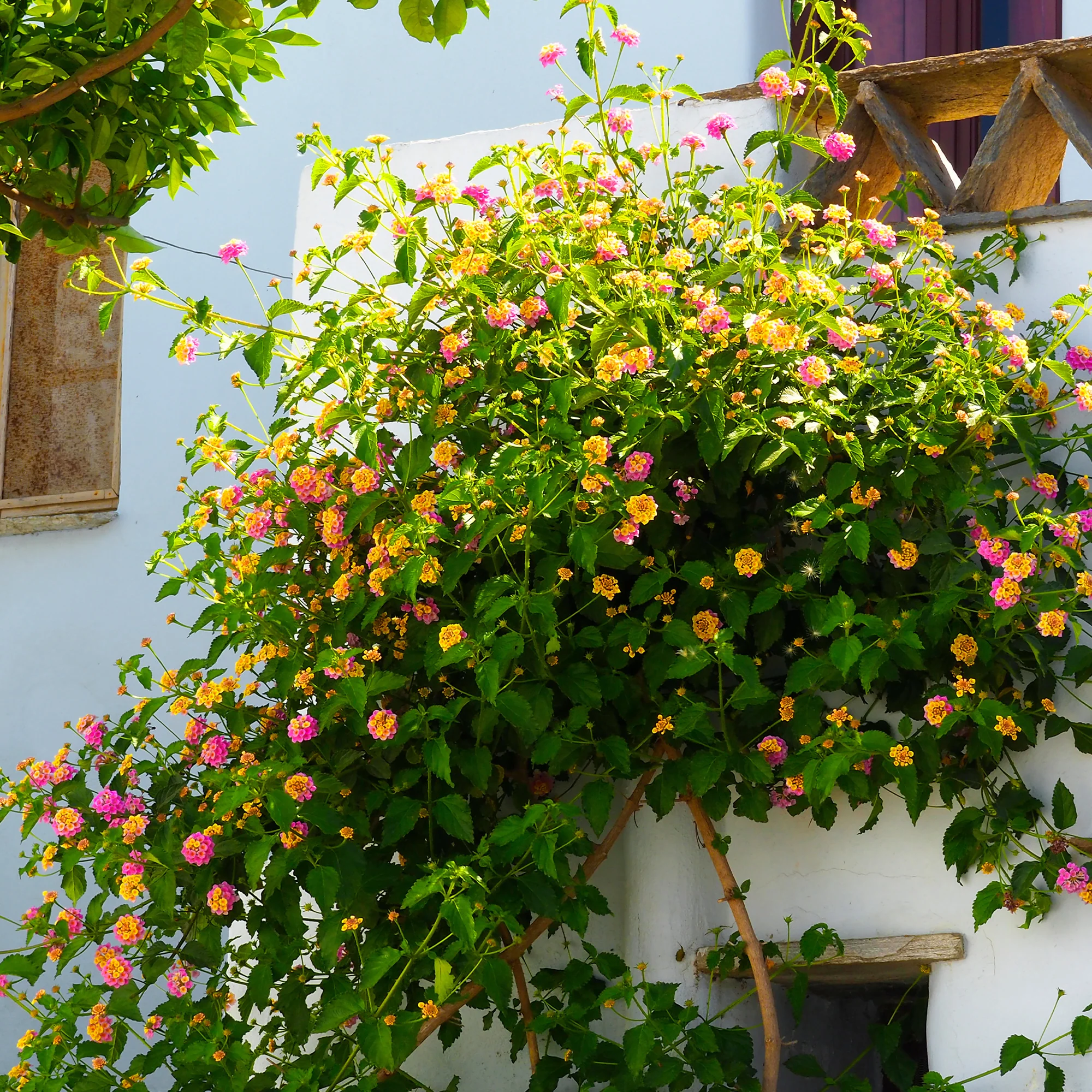 3 Lantana Passievrucht - Image 6