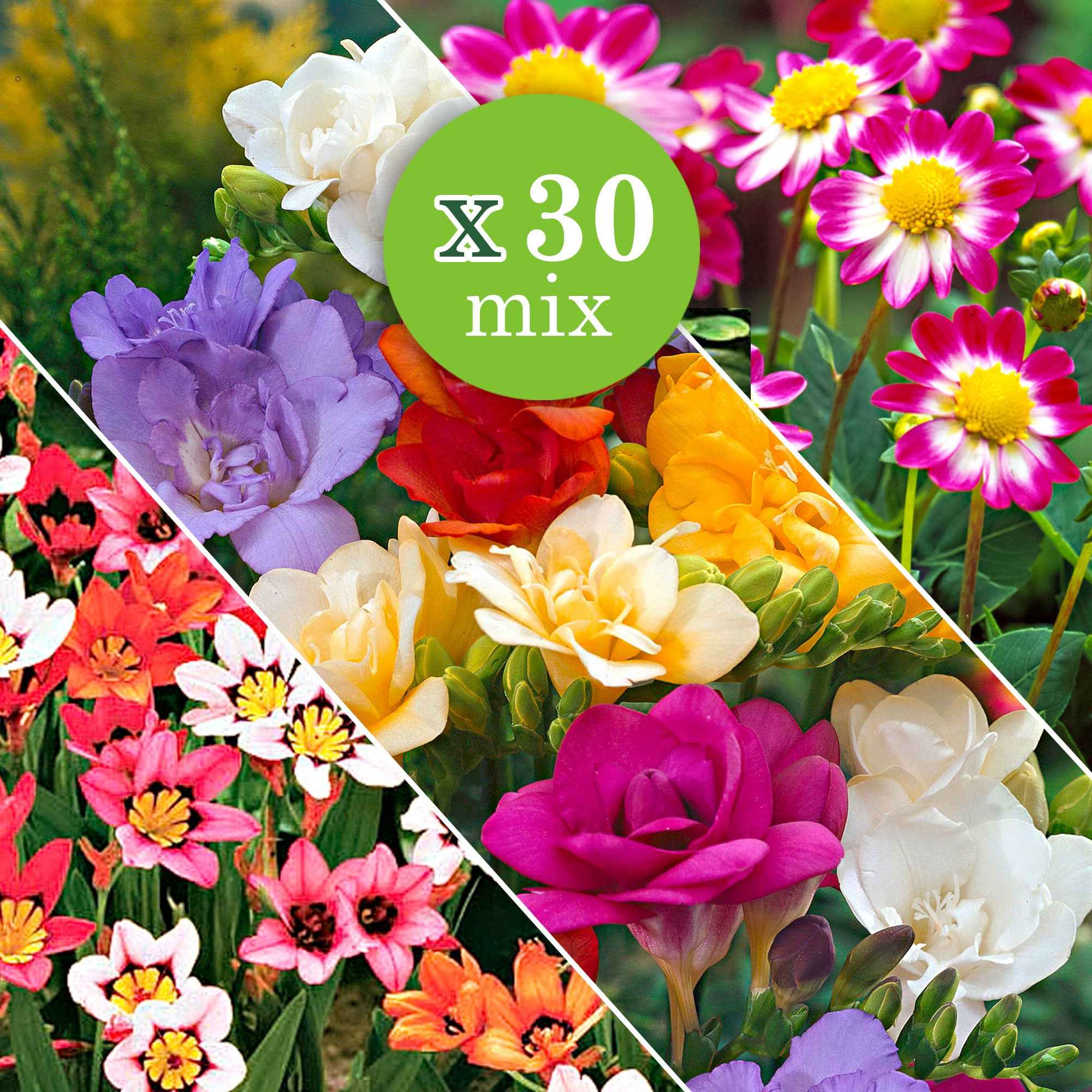Bloembollen - Mix Freesia + Sparaxis + Dahlia (x30) - Image 3