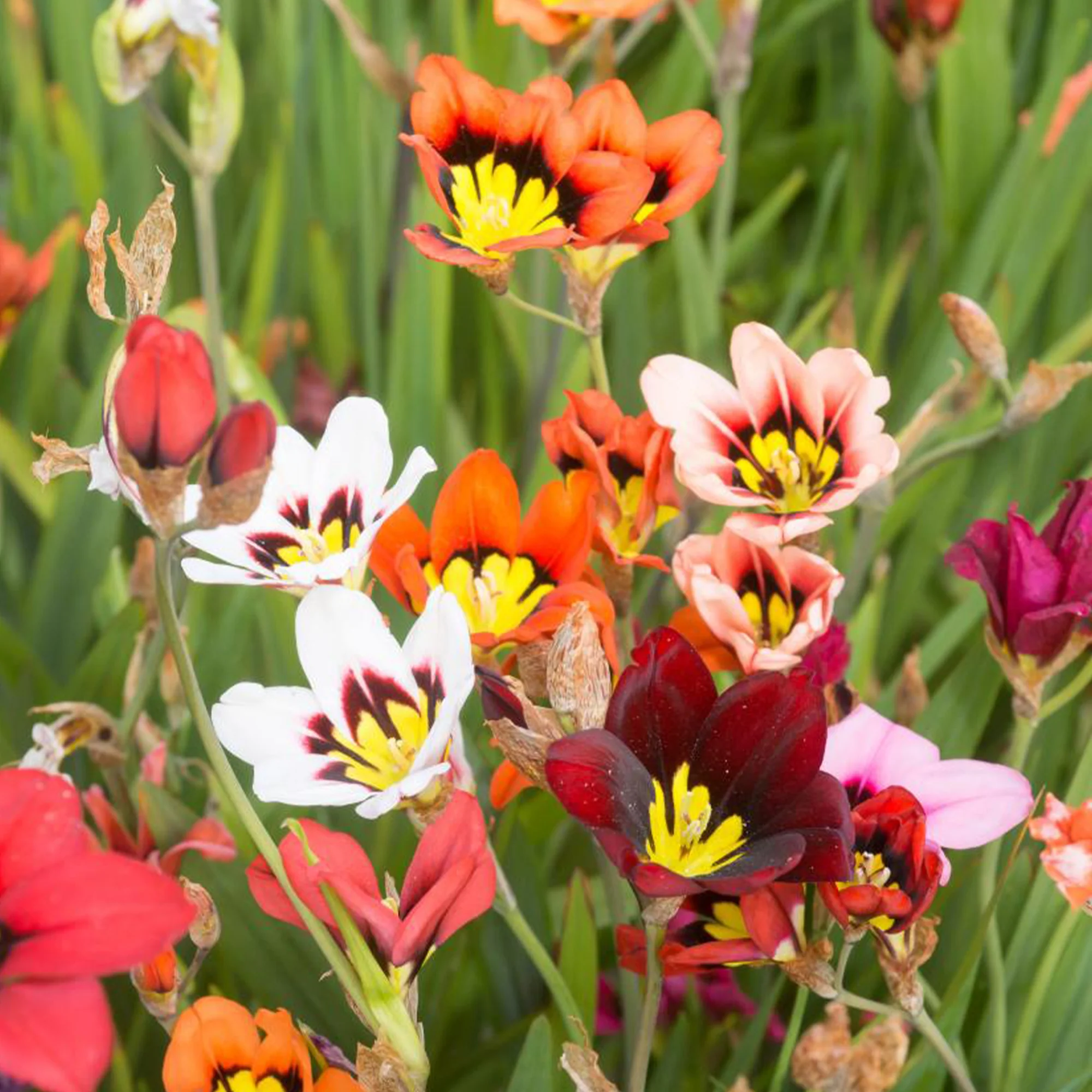 Bloembollen - Mix Freesia + Sparaxis + Dahlia (x30) - Image 4