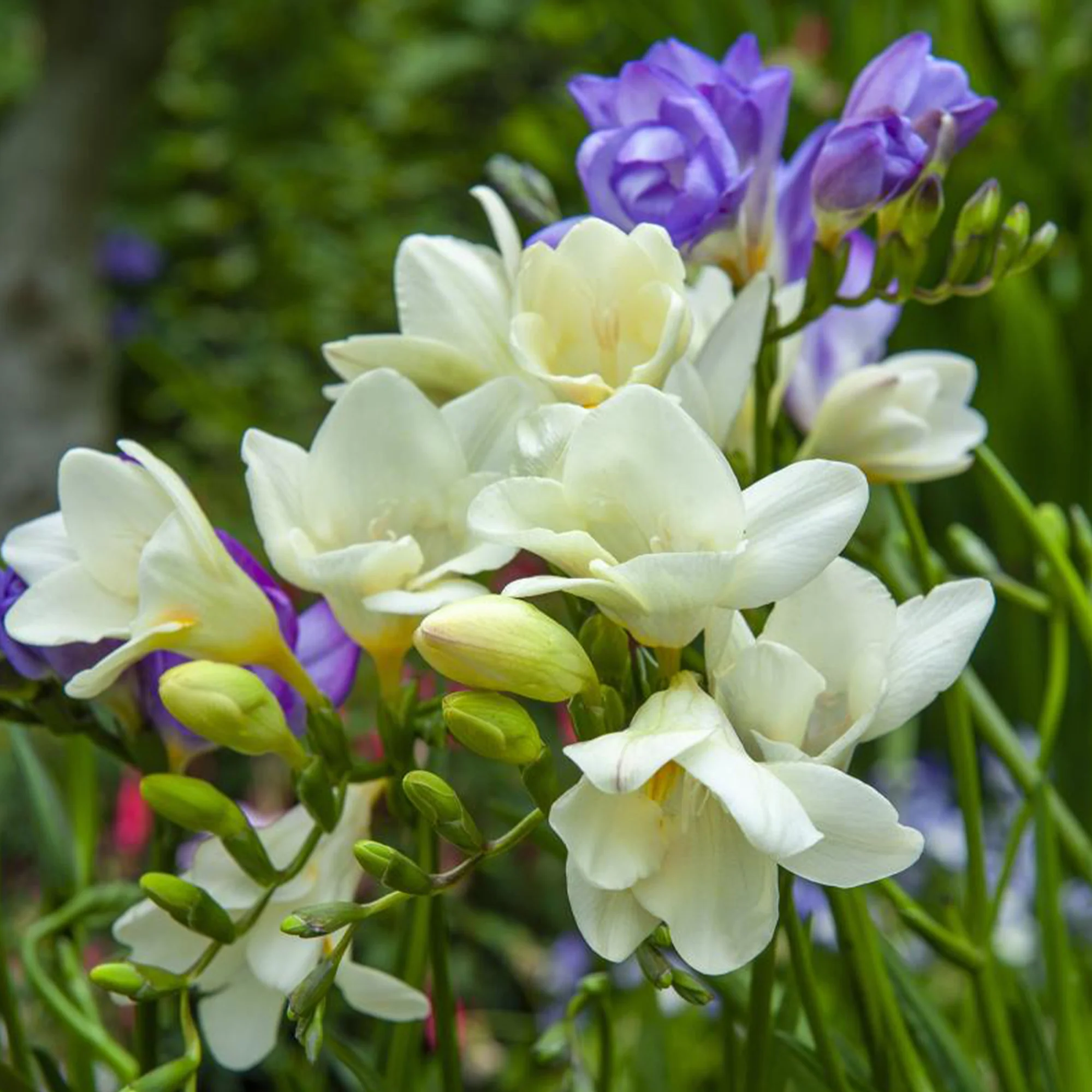 Bloembollen - Mix Freesia + Sparaxis + Dahlia (x30) - Image 5
