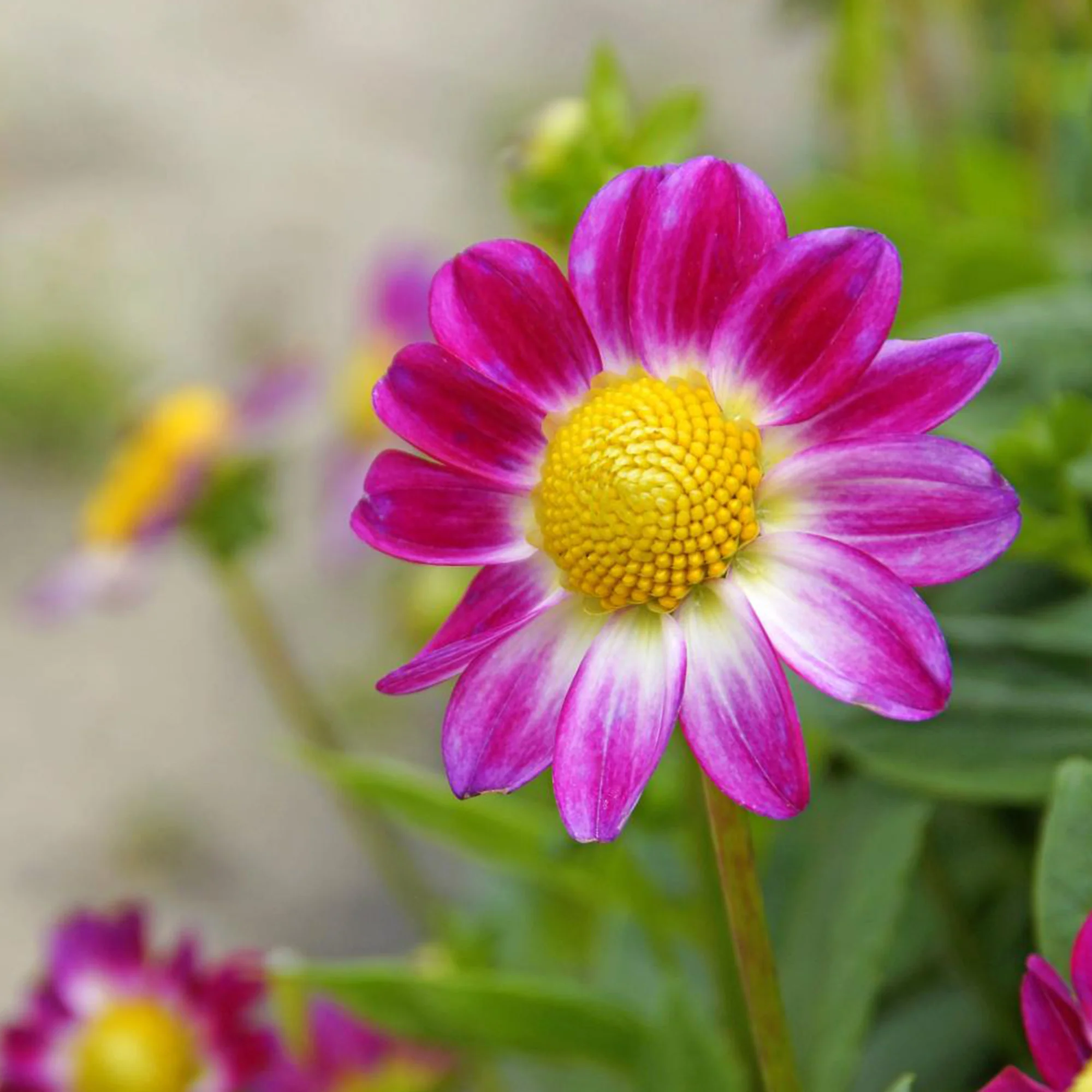Bloembollen - Mix Freesia + Sparaxis + Dahlia (x30) - Image 6