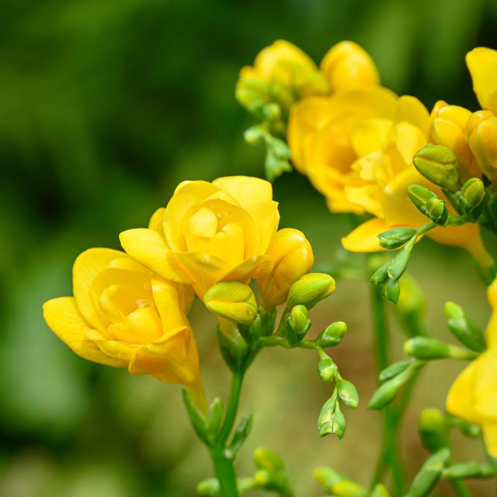 Bloembollen - Mix Freesia + Sparaxis + Dahlia (x30) - Image 7