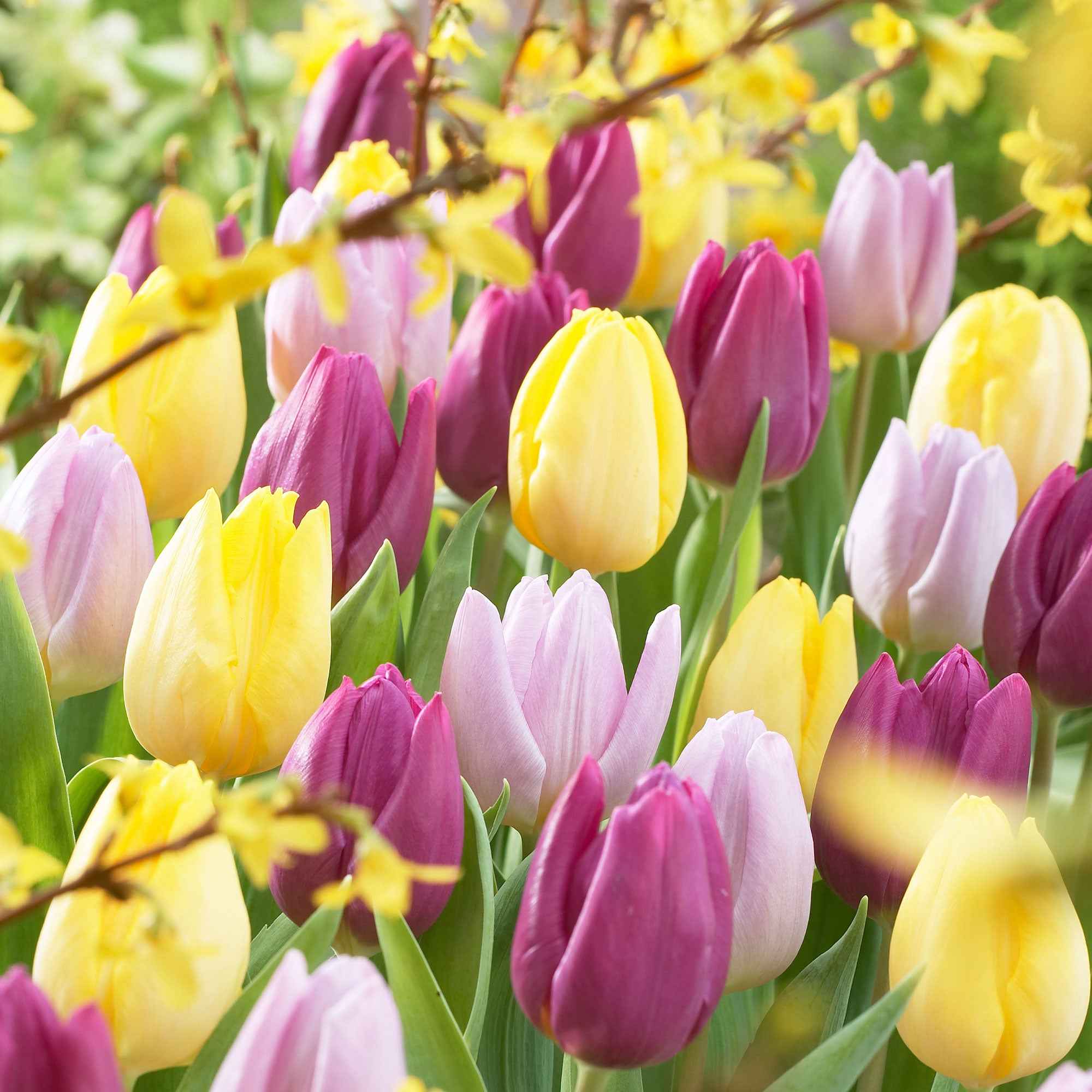 Tulpen - Mix '60 dagen bloemen' (x30) - Image 3