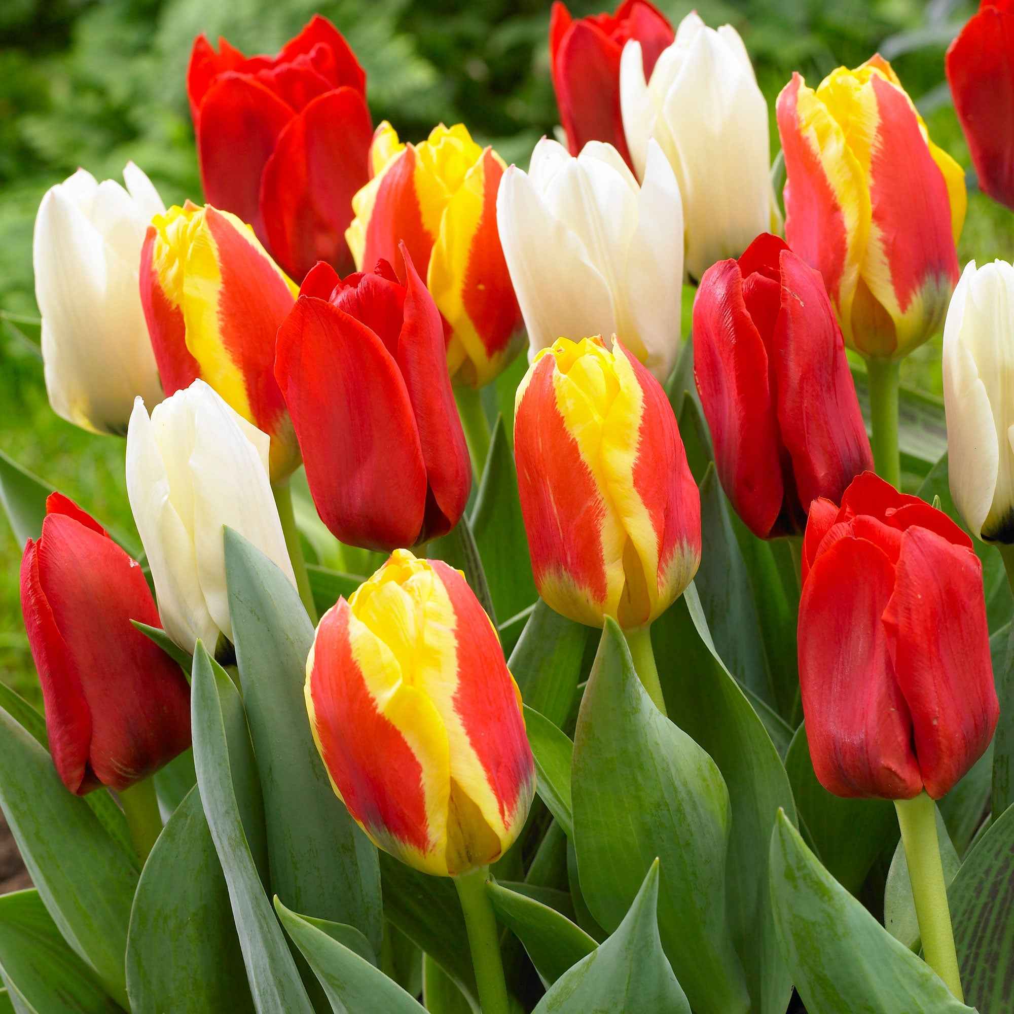 Tulpen - Mix '60 dagen bloemen' (x30) - Image 4
