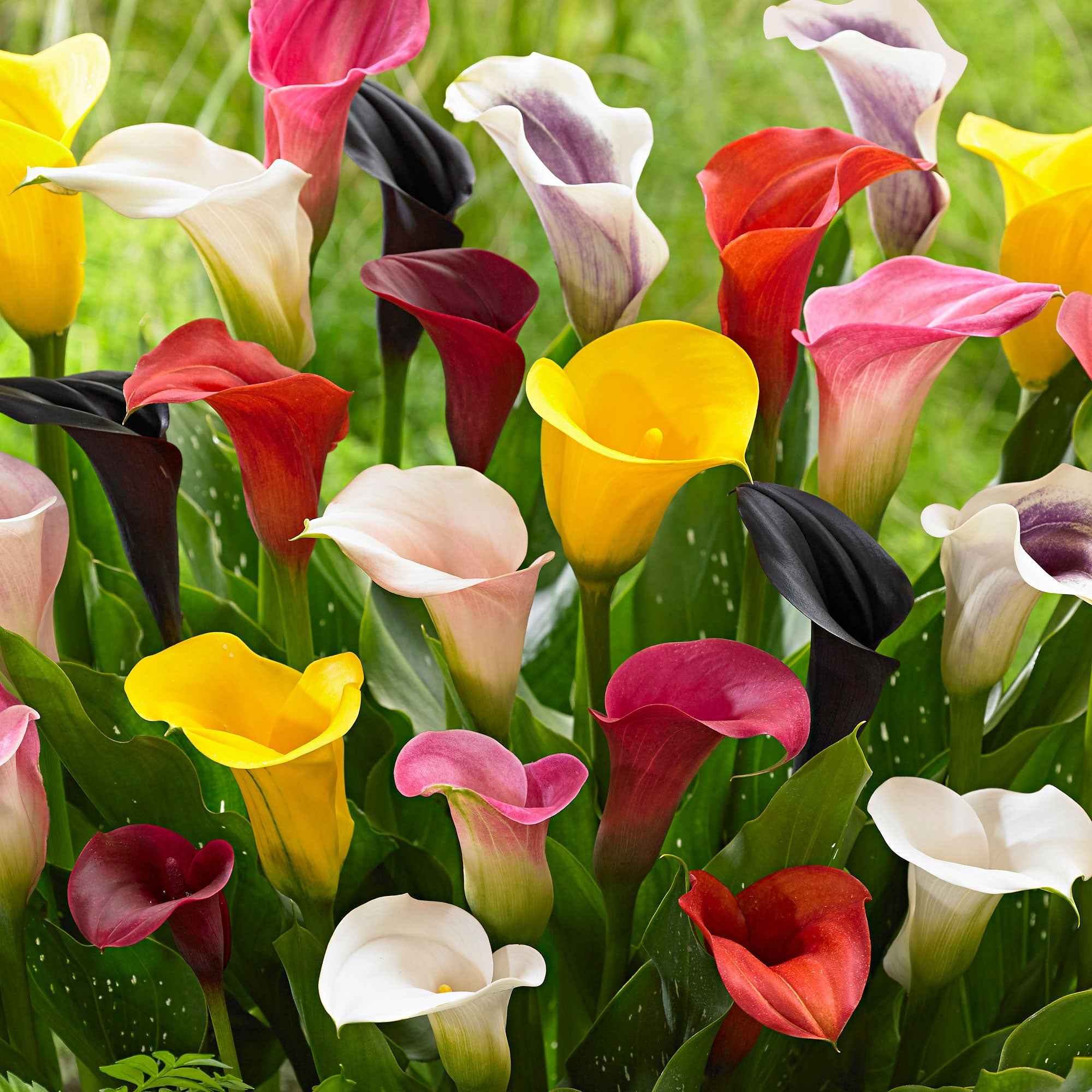 Aronskelk - Mix geel + rood + roze (x3) - Image 3