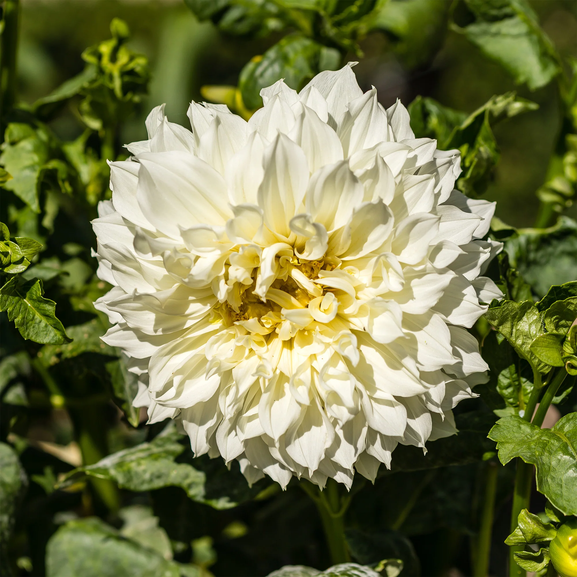 Dahlia 'Fleurel' (x3)