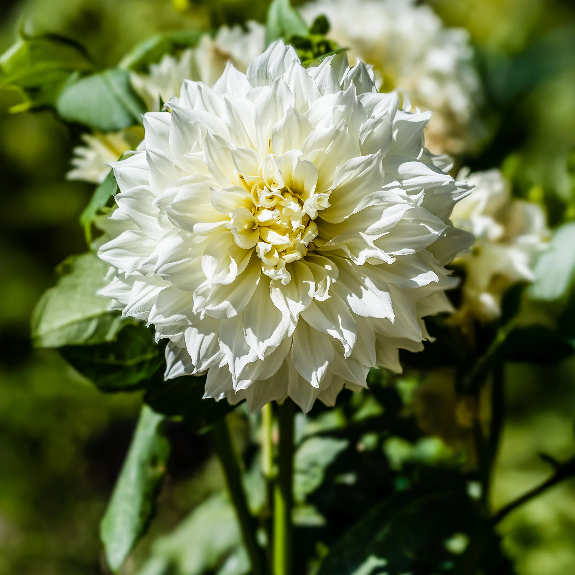 Dahlia 'Fleurel' (x3) - Image 2