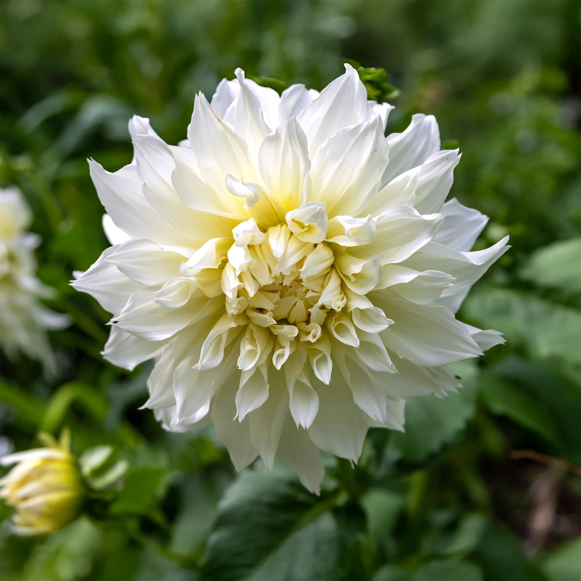 Dahlia 'Fleurel' (x3) - Image 3
