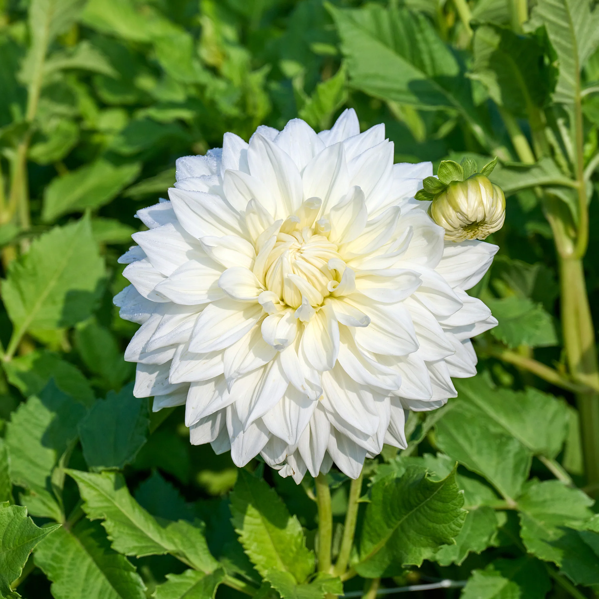 Dahlia 'Fleurel' (x3) - Image 4