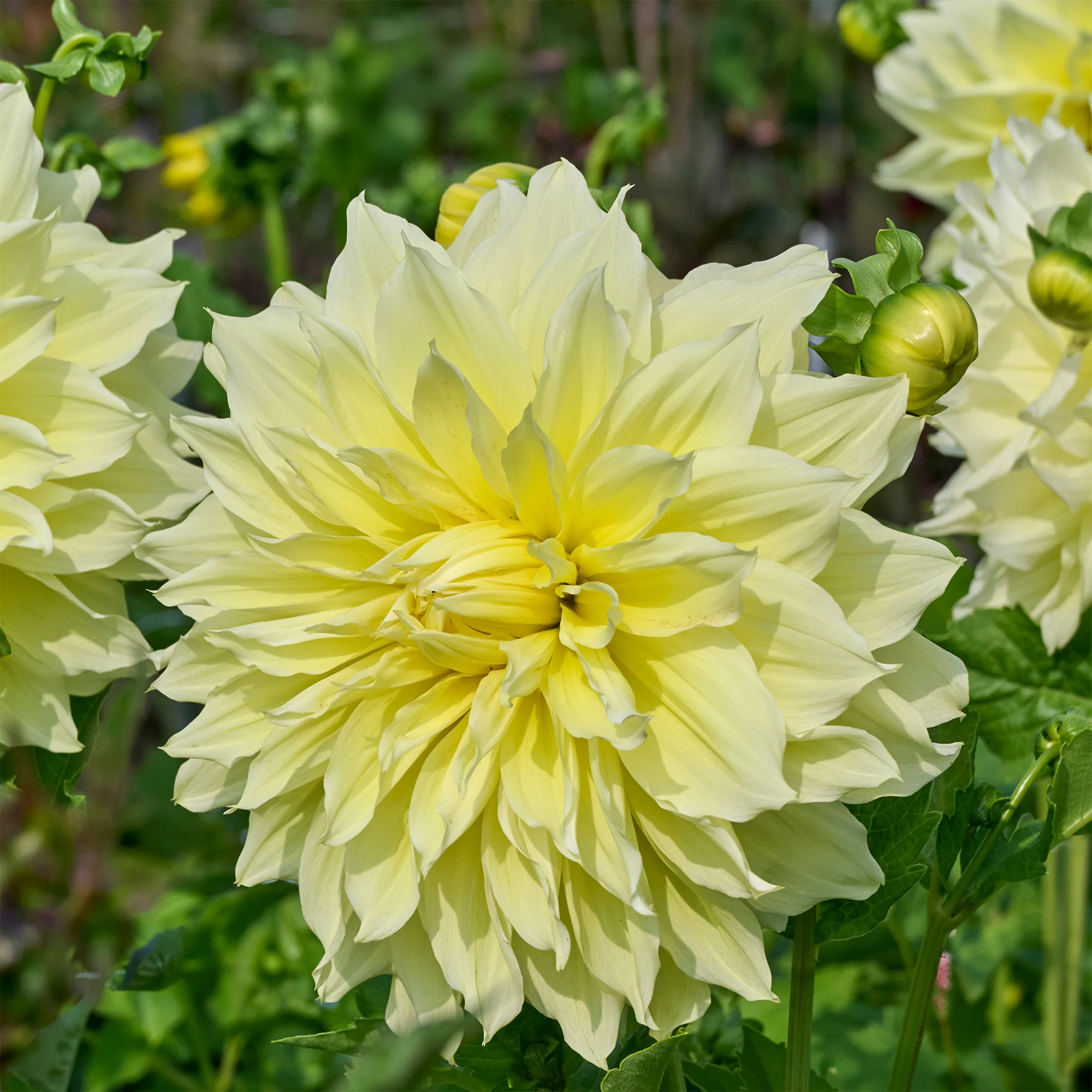 Dubbelbloemige Dahlia 'Kelvin Floodlight' (x3) - Image 2