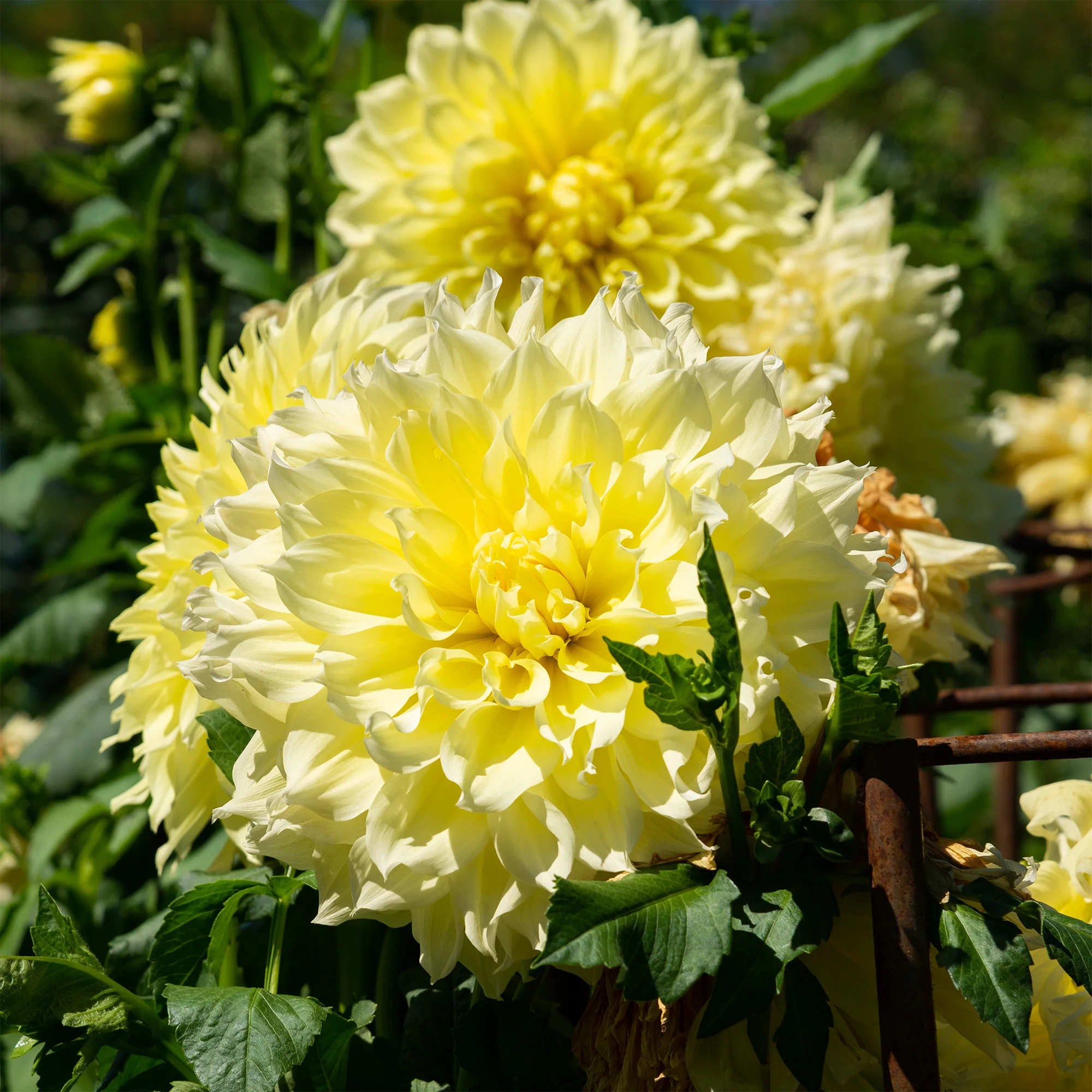 Dubbelbloemige Dahlia 'Kelvin Floodlight' (x3) - Image 3