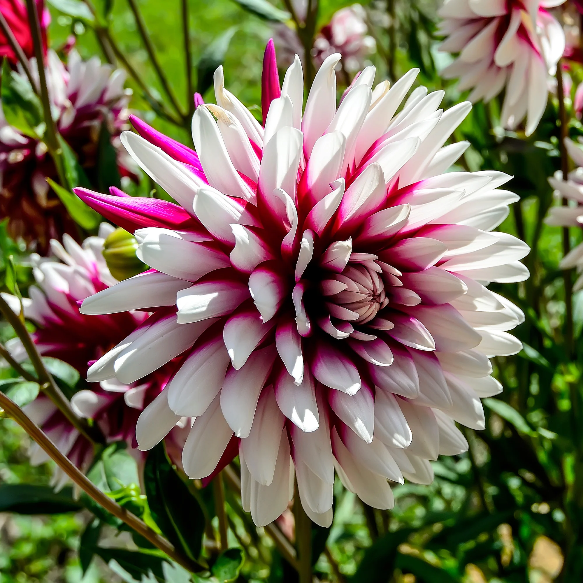 Dahlia 'Rebecca's World' (x3) - Image 3