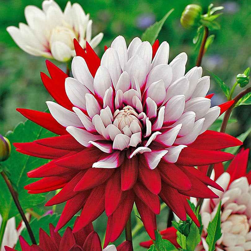 Dahlia 'Rebecca's World' (x3) - Image 4