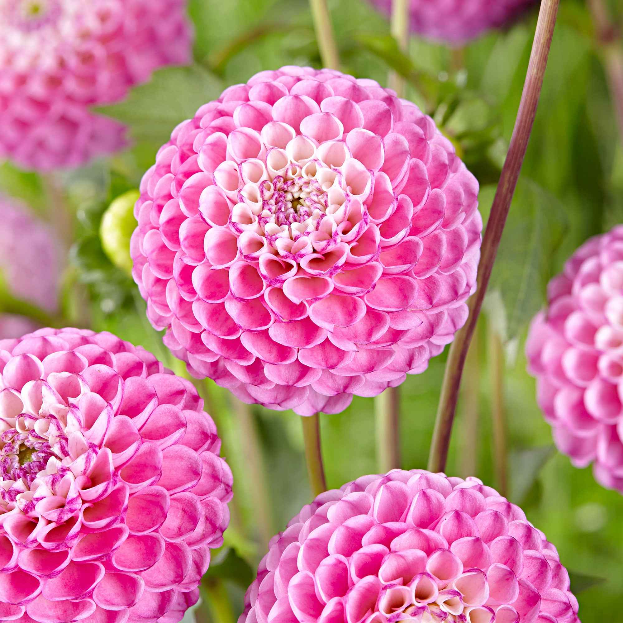 Dahlia 'Zippity Do Da' (x3)